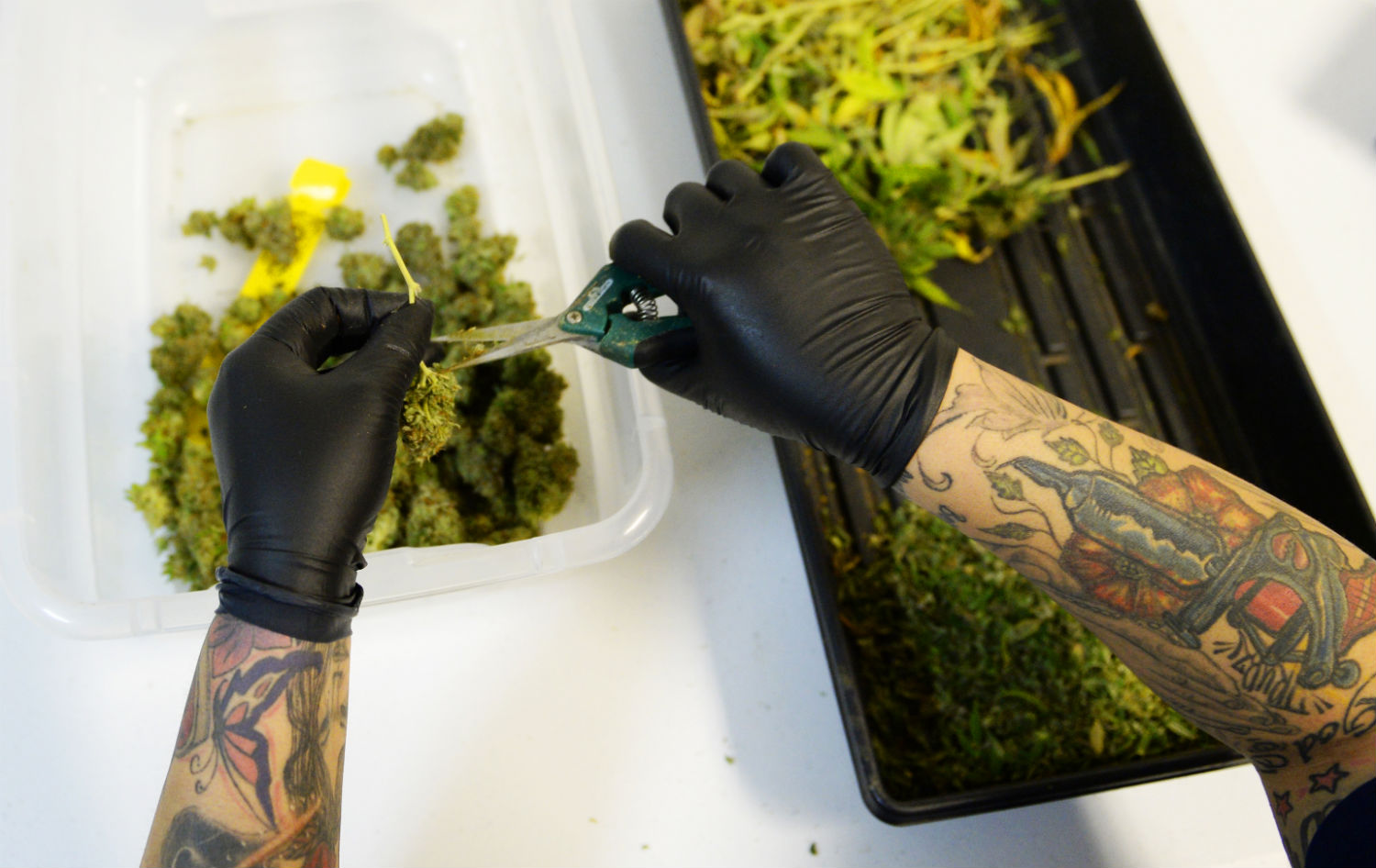 Nicole Martinez trims marijuana plants as they get ready, at 3D Cannabis Center in Denver, for the first of the year, when the shop is allowed to sale recreational marijuana. (Denver Post via Getty Images)