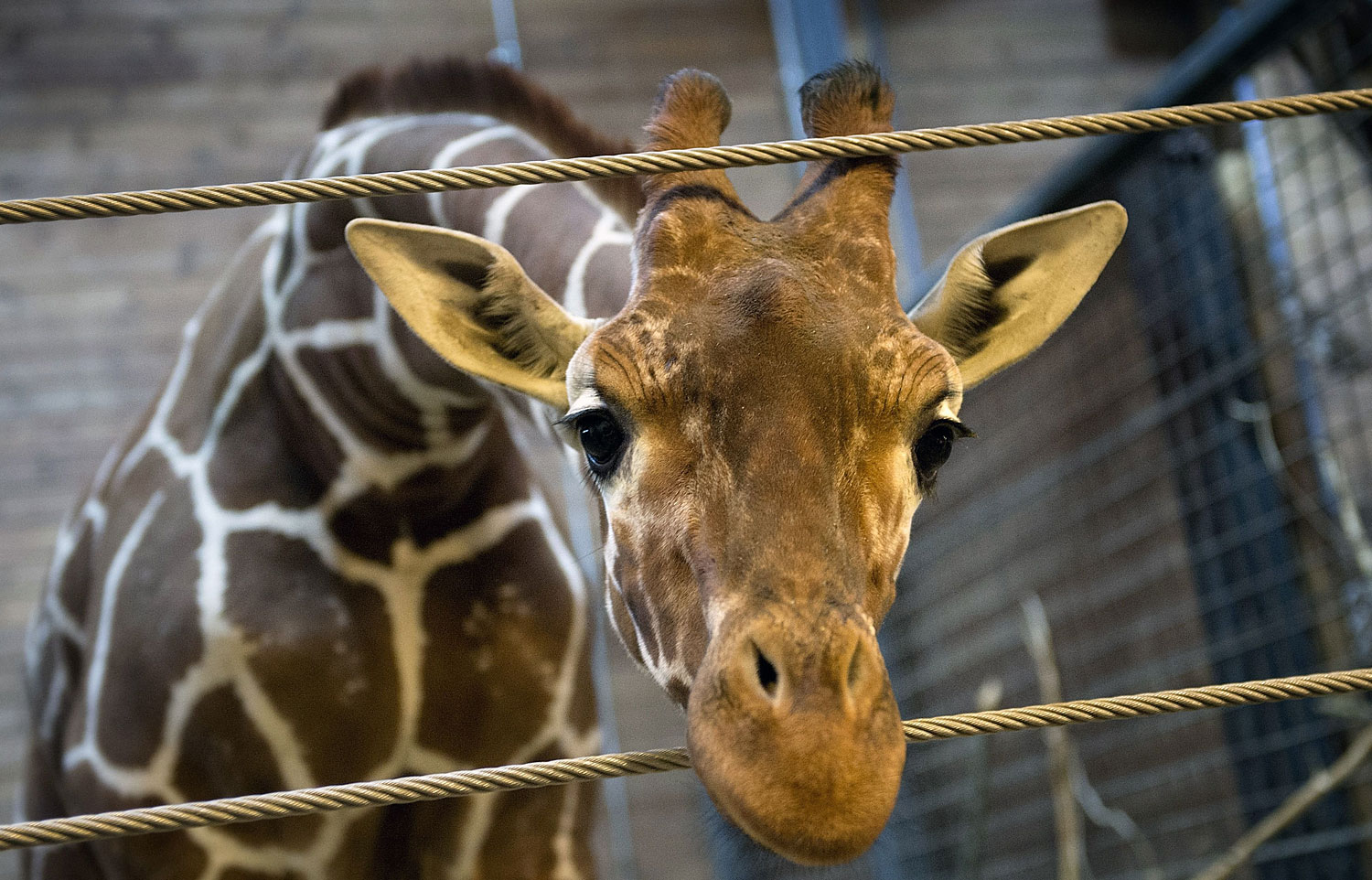 Marius the giraffe at the Copenhagen Zoo on Feb. 7, 2014, two days before he was shot dead then autopsied in the presence of the zoo's visitors, despite an online petition to save him signed by thousands of animal lovers (Keld Navntoft / AFP / Getty Images)