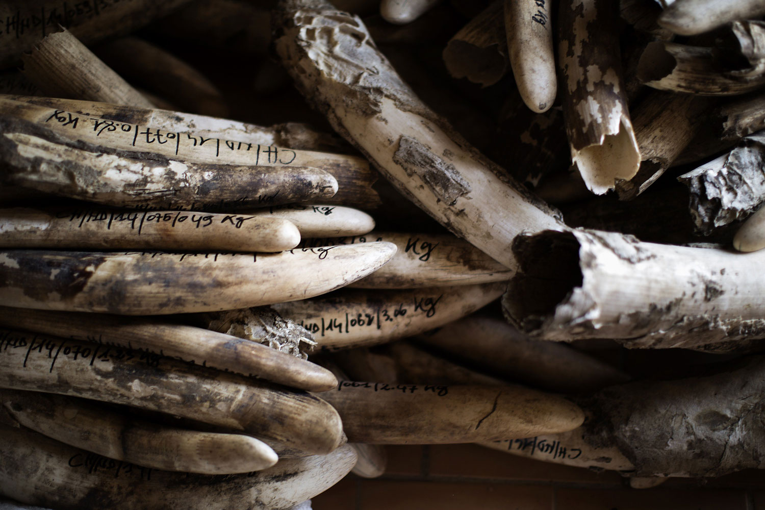 A stockpile of ivory is ready to be stored after cataloguing  at the Chadian Zakouma National Park,  Feb. 20, 2014 ahead of a ceremony where over a ton of ivory from Chad will be burned.
