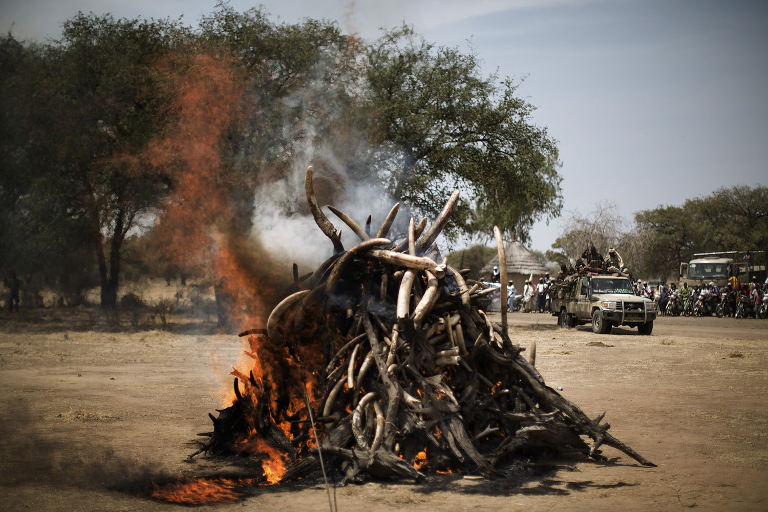 A pyre on which over a thousand kilos of elephant tusks will be incinerated burns during a ceremony marking the 50th anniversary of the Zakouma National Park, Chad's oldest natural park, in Goz Djarat, on Feb. 21, 2014.