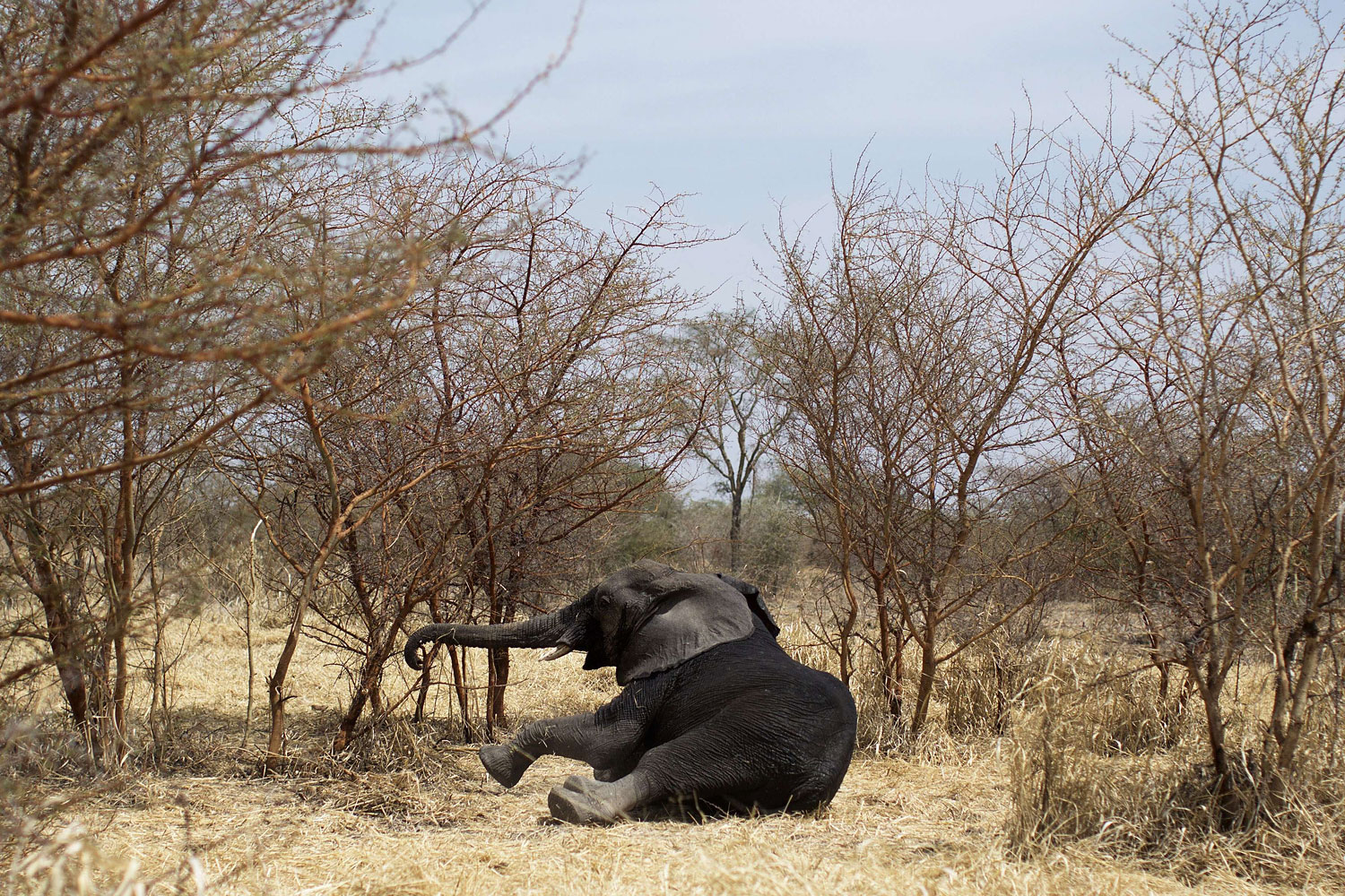 A collared elephant, darted at the Zakouma National Park on Feb. 23, 2014 during a collaring operation aimed at preserving elephants in the park, gets up after the effect of the drug has evaporated. Once sedated the elephant is fitted with a radio collar that will in the future relay its position, increasing the chances to protect him against poachers.