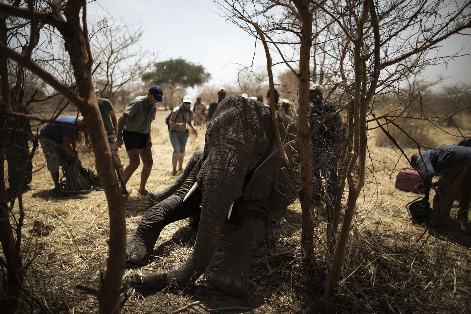 African Parks staff scramble to help an elephant who fell on a dangerous position after being darted at the Zakouma National Park on Feb. 23, 2014 during a collaring operation aimed at preserving elephants in the park.