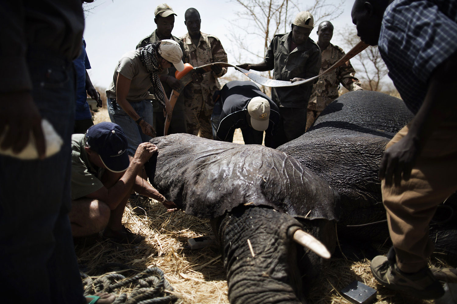 African Parks staff apply a collar to an elephant, darted at the Zakouma National Park on Feb. 23, 2014 during a collaring operation aimed at preserving elephants in the park.