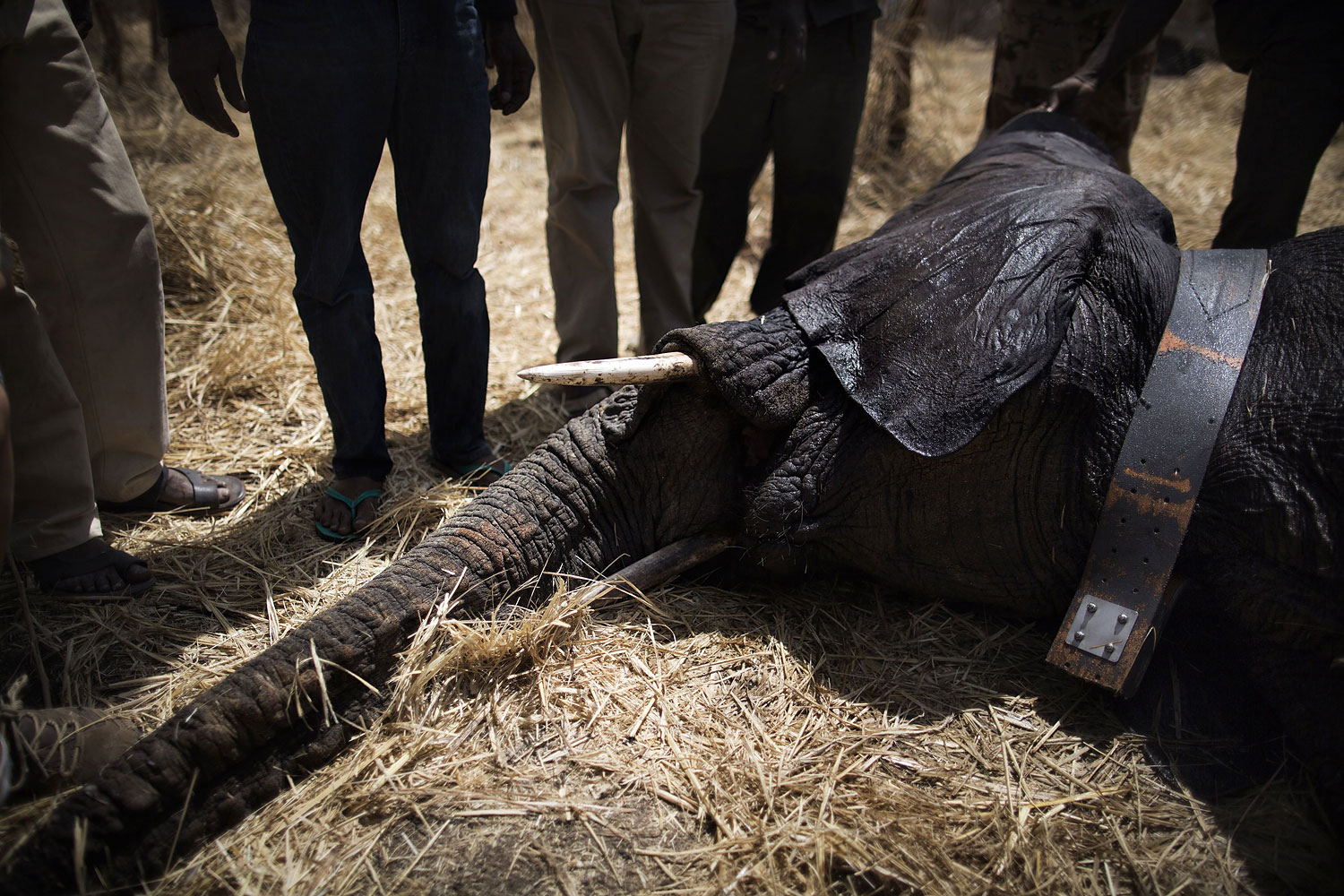 A collared elephant, darted at the Zakouma National on Park Feb. 23, 2014 rests, sedated.