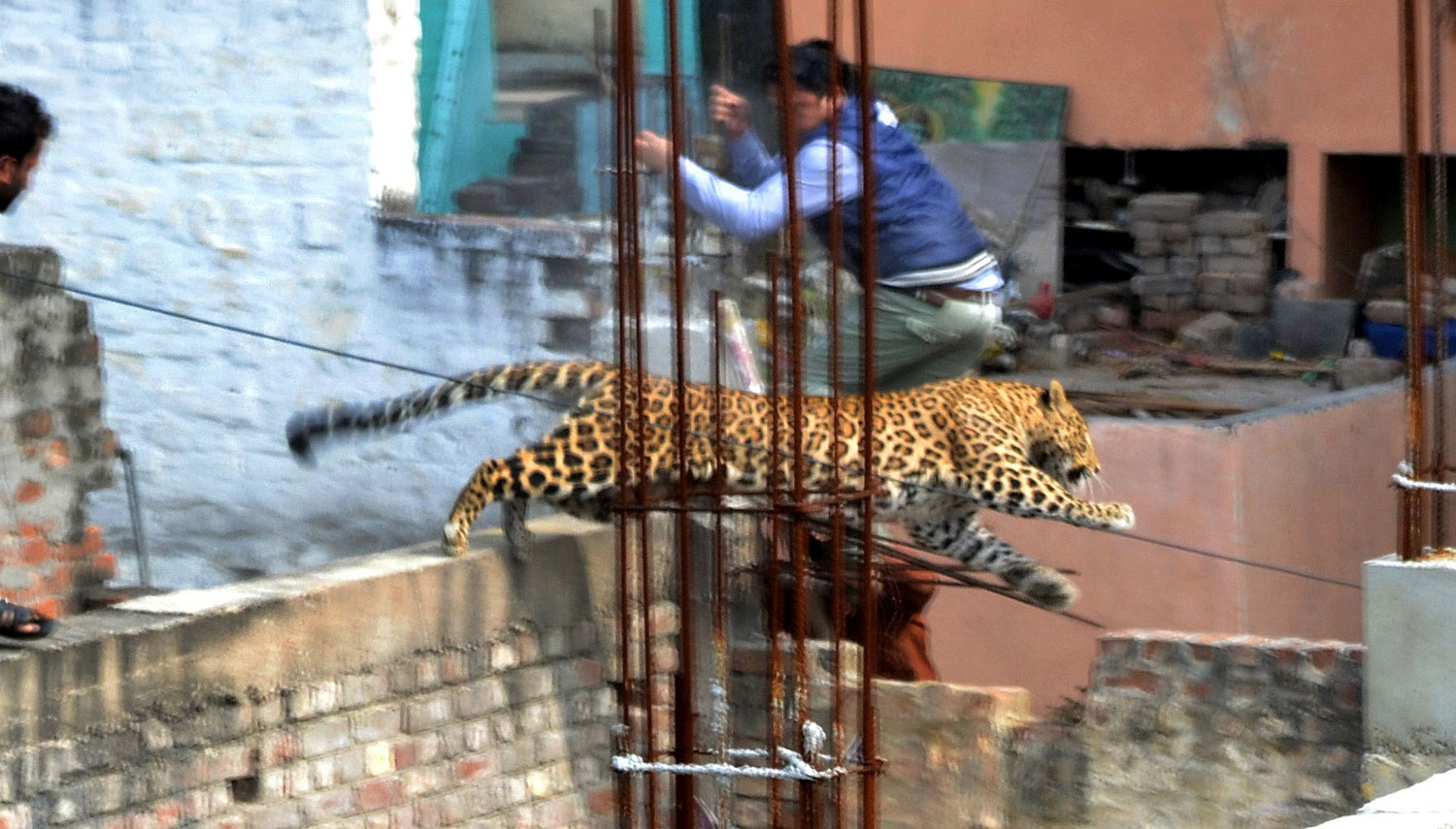 The leopard leaps across an under-construction structure near a furniture market in the Degumpur residential area of Meerut