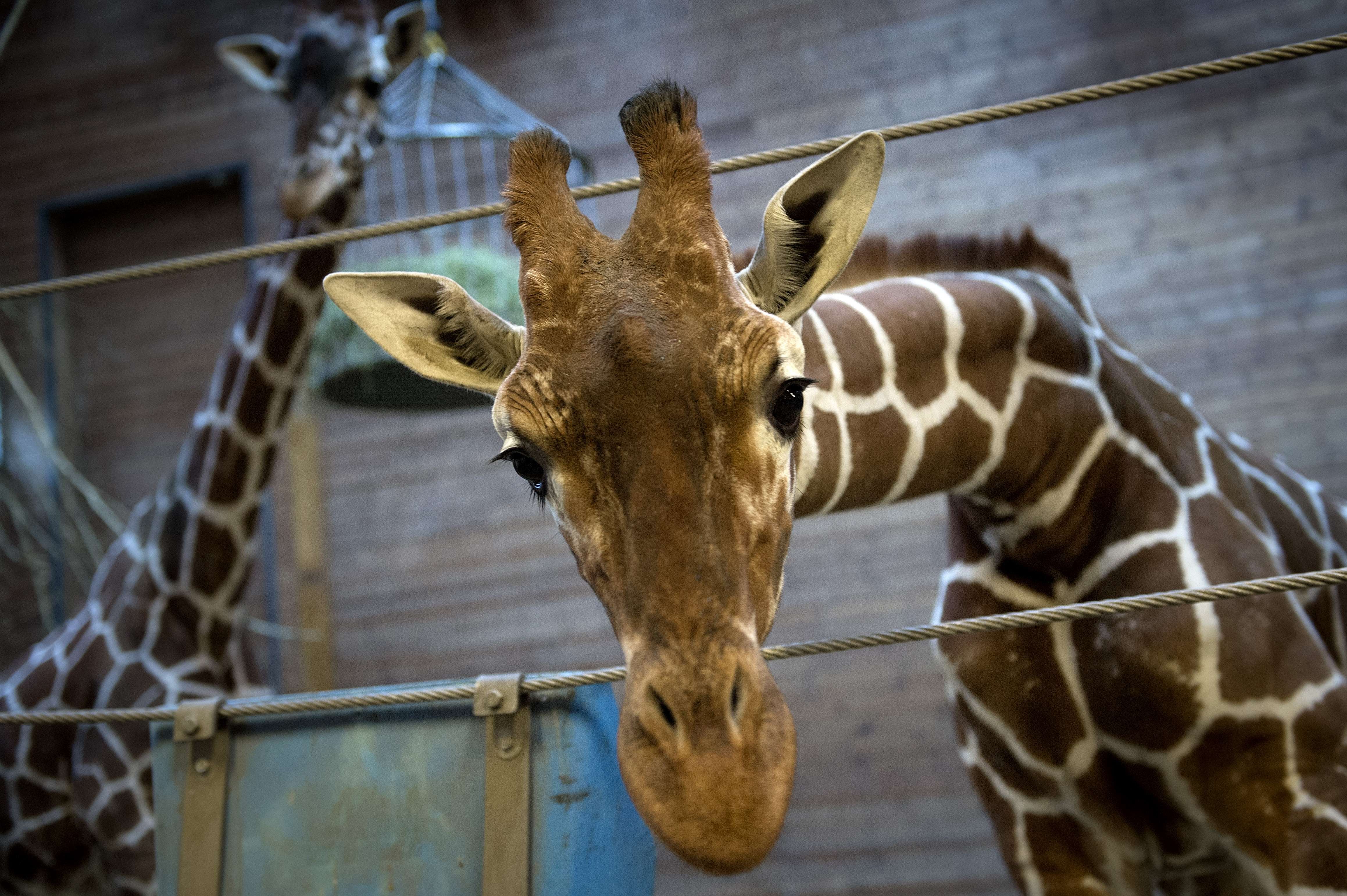 Marius the giraffe at Copenhagen zoo, on Feb. 7, 2014.