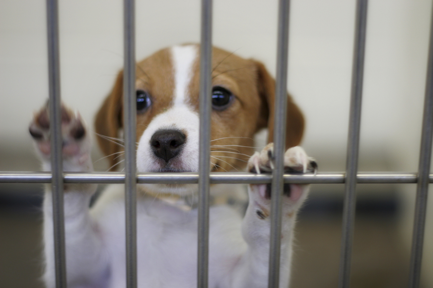 Puppy in a pound (Dan Brandenburg&mdash;Getty Images)