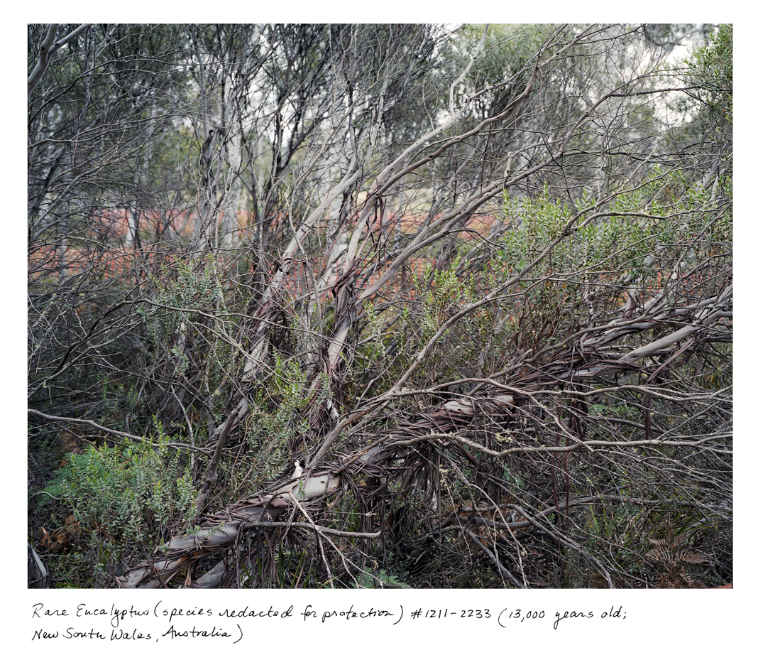 This critically endangered eucalyptus is around 13,000 years old, and one of fewer than five individuals of its kind left on the planet. The species name might hint to heavily at its location, so it has been redacted.