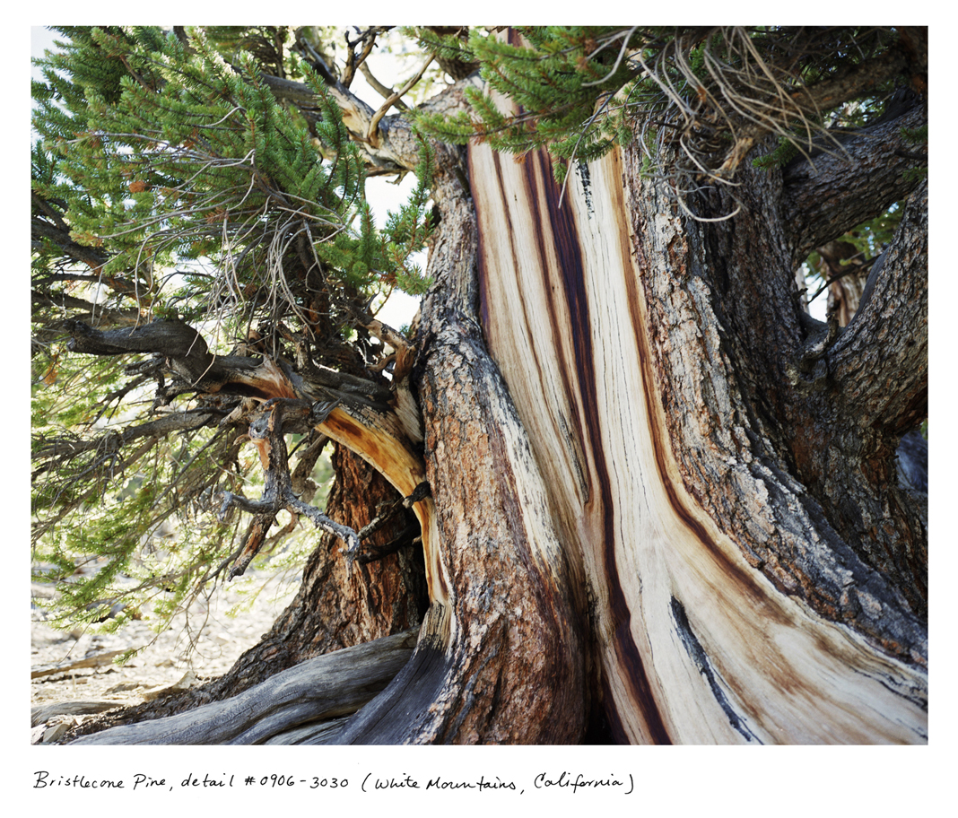 Bristlecone pines are the oldest unitary organisms in the world, known to surpass 5,000 years in age. In the 1960’s a then-grad student cut down what would have been the oldest known tree in the world while retrieving a lost coring bit. A cross section of that tree was placed in a Nevada casino.