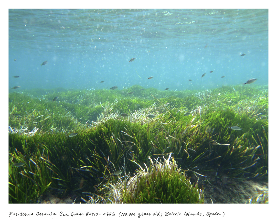 At 100,000 years old, the Posidonia sea grass meadow was first taking root at the same time some of our earliest ancestors were creating the first known “art studio” in South Africa. It lives in the UNESCO-protected waterway between the islands of Ibiza and Formentera.