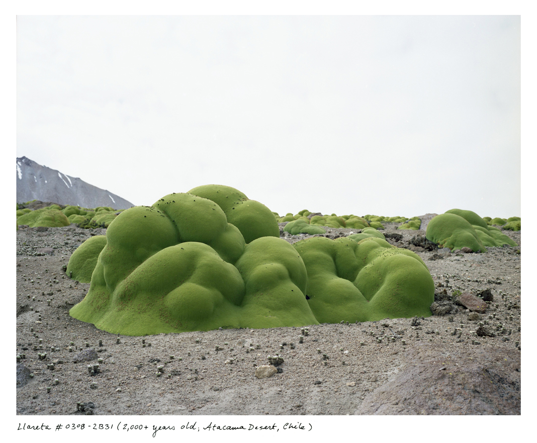 What looks like moss covering rocks is actually a very dense, flowering shrub that happens to be a relative of parsley, living in the extremely high elevations of the Atacama Desert.