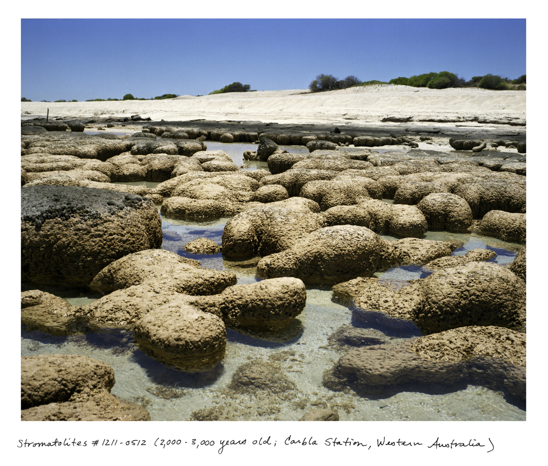 Straddling the biologic and the geologic, stromatolites are bound cyanobacteria; organisms that are tied to the oxygenation of the planet that began 3.5 billion years ago, setting the stage for the rest of all life on Earth.