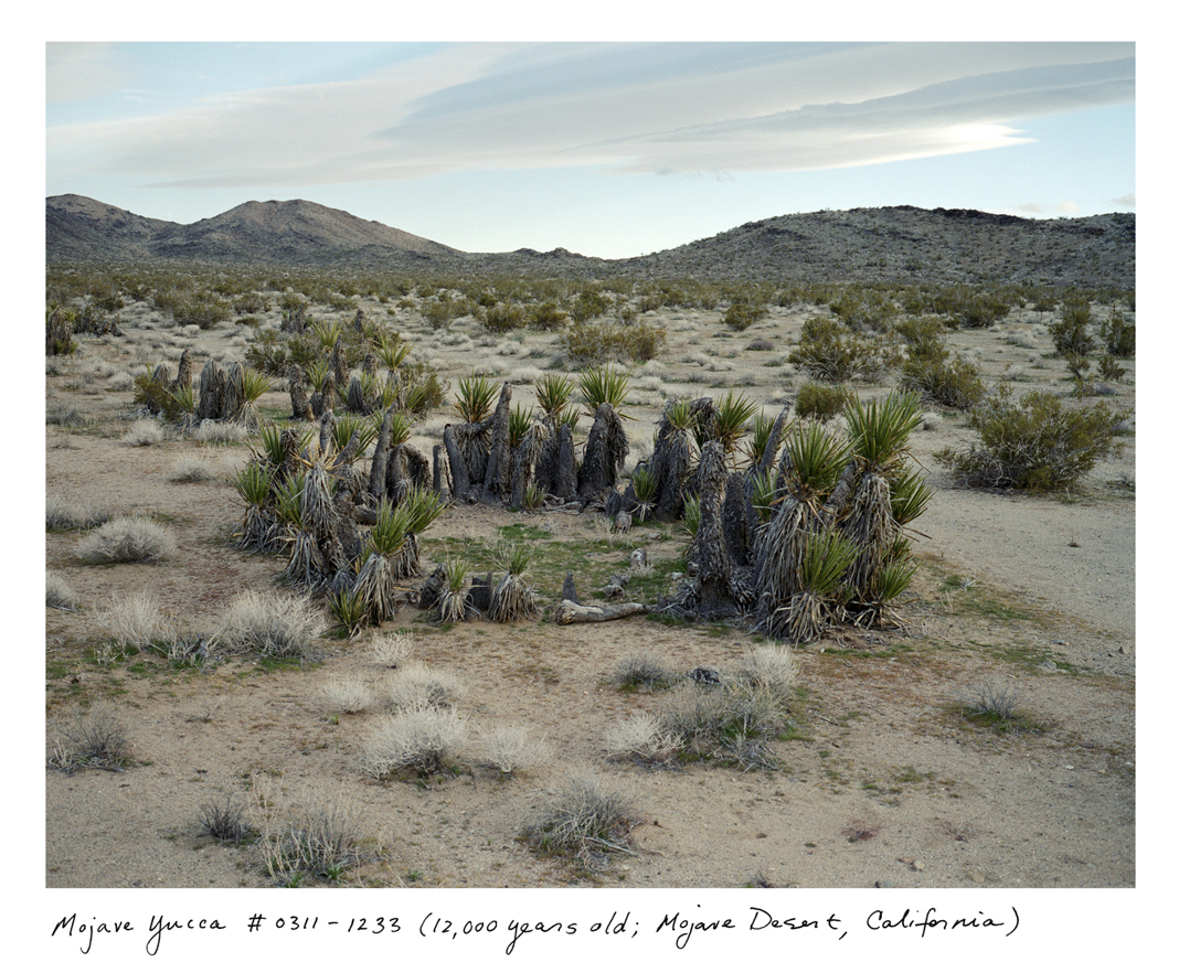 The approximately 12,000-year-old creosote bush and Mojave yucca both have remarkable circular structures, pushing slowly outward from a central originating stem. New stems replace old ones, but they are all connected by the same clonal root structure.