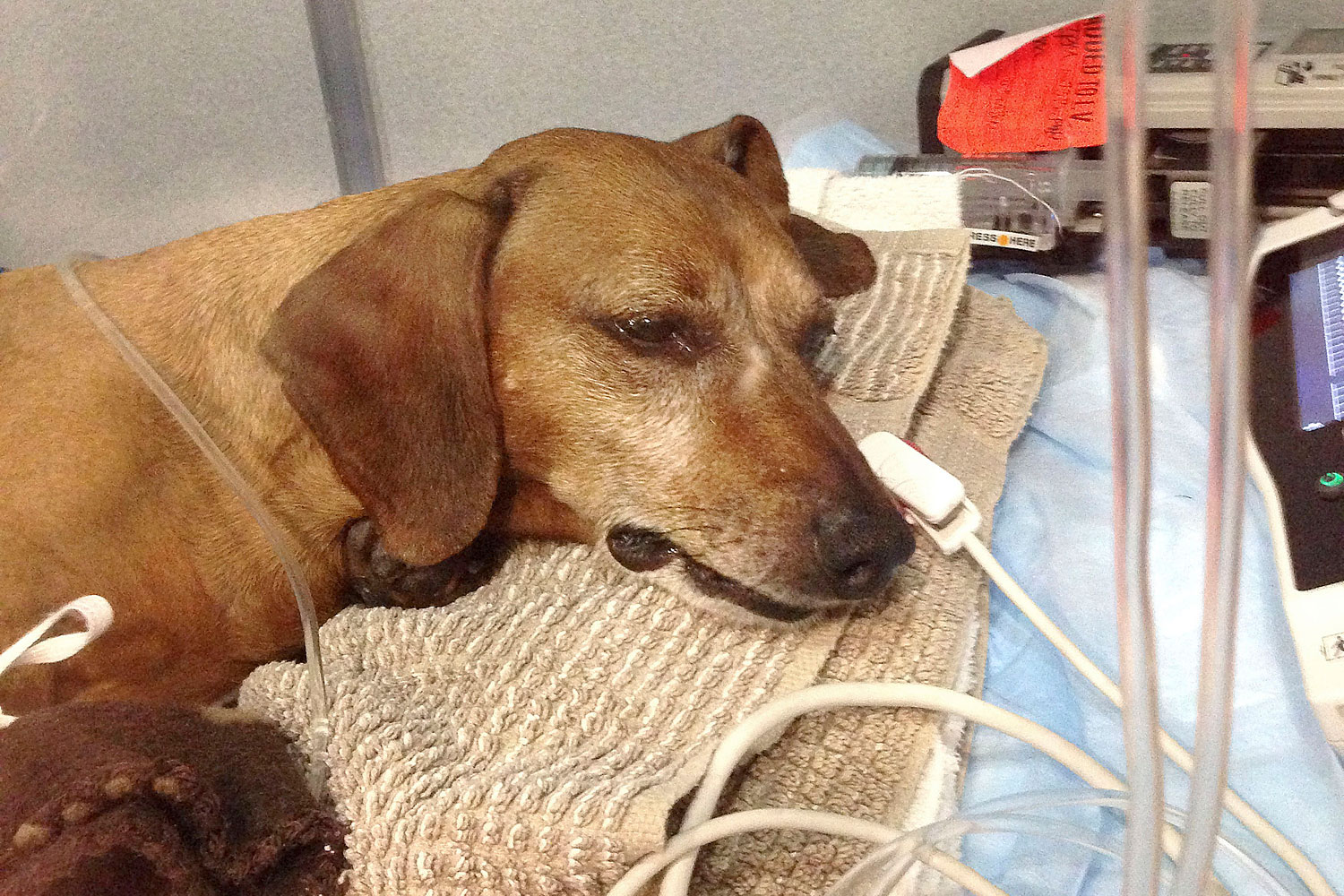 In this 2013 photo released by Animal Internal Medicine &amp; Specialty Services, a 7-year-old dachshund named Oskar is treated in San Francisco. (AP)