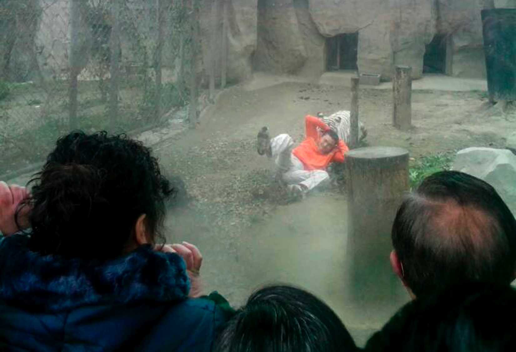 A female Bengali white tiger drags a man by his shirt after the man climbed into the enclosure, at a zoo in Chengdu, Sichuan province February 16, 2014. (China Daily—Reuters)