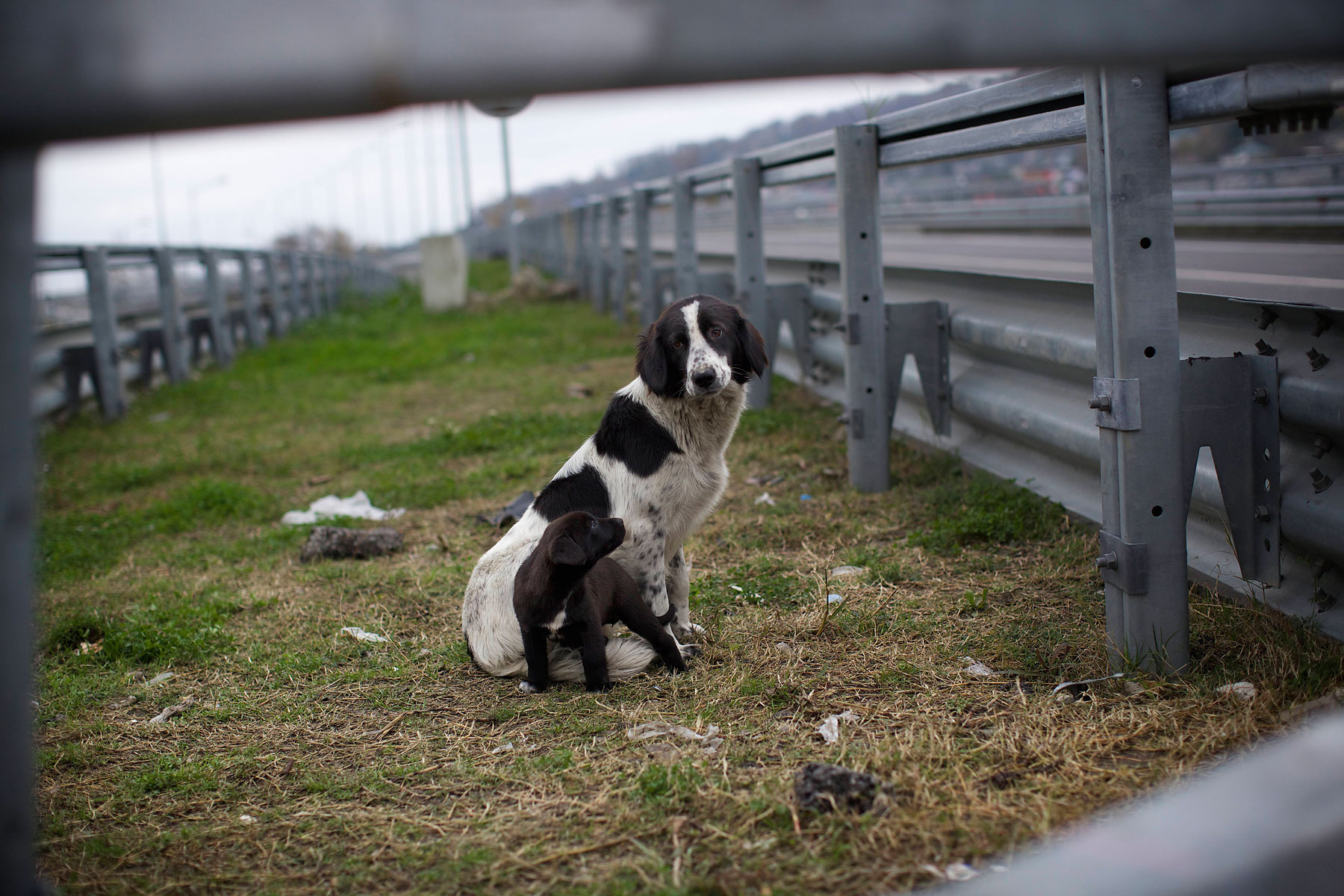 A stray dog and its puppy sit behind the railings in the middle of a highway outside Sochi, Nov. 28, 2013.