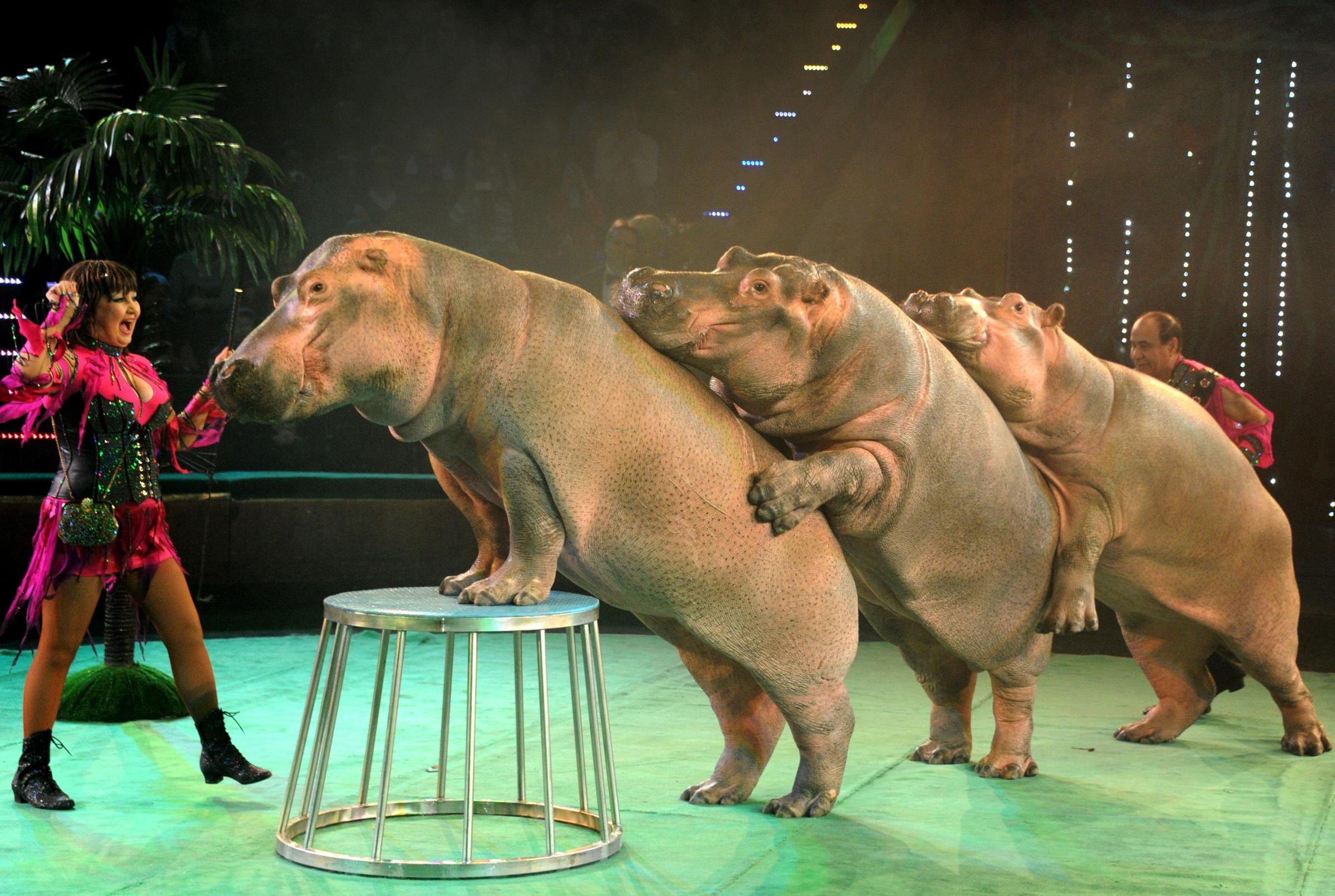 Ludmila (L) and Tofig Akhundov perform with their hippopotamuses in a circus in Minsk, Belarus , on Jan. 30, 2014.