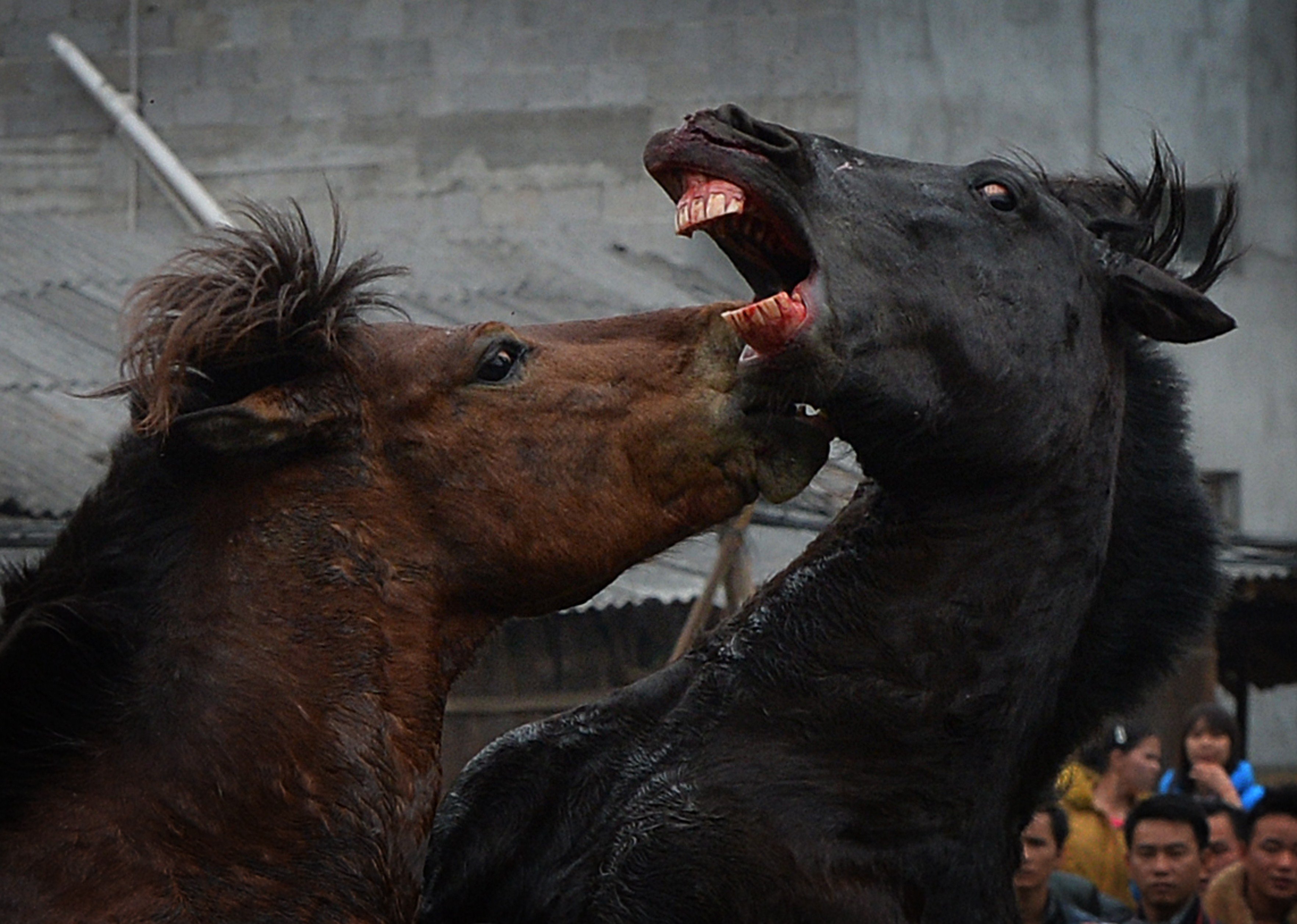 Two stallions fight during a traditional Chinese New Year horse fighting competition for the Year of the Horse at the Miao Minority village of Tiantou in Guangxi Province, Feb. 2, 2014. For the residents of Tiantou, a remote village in the Guangxi region, the 500-year-old tradition which pits male horses against each other in a fight over a female was the only way to kick off the Lunar New Year.
