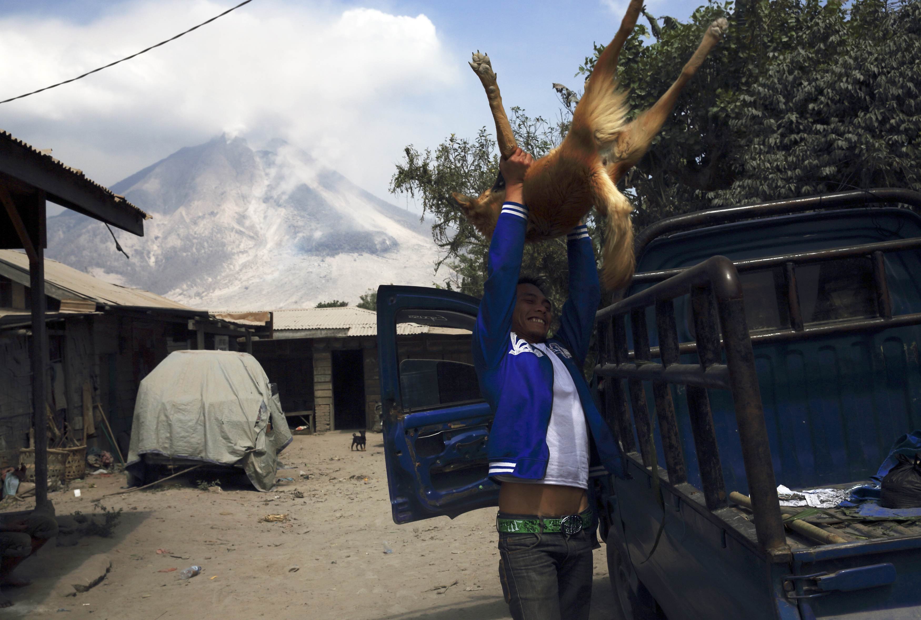 A villager lifts his dog onto a truck to evacuate as Mount Sinabung spews ash at Pintu Besi village in Karo district, North Sumatra province Feb. 5, 2014.