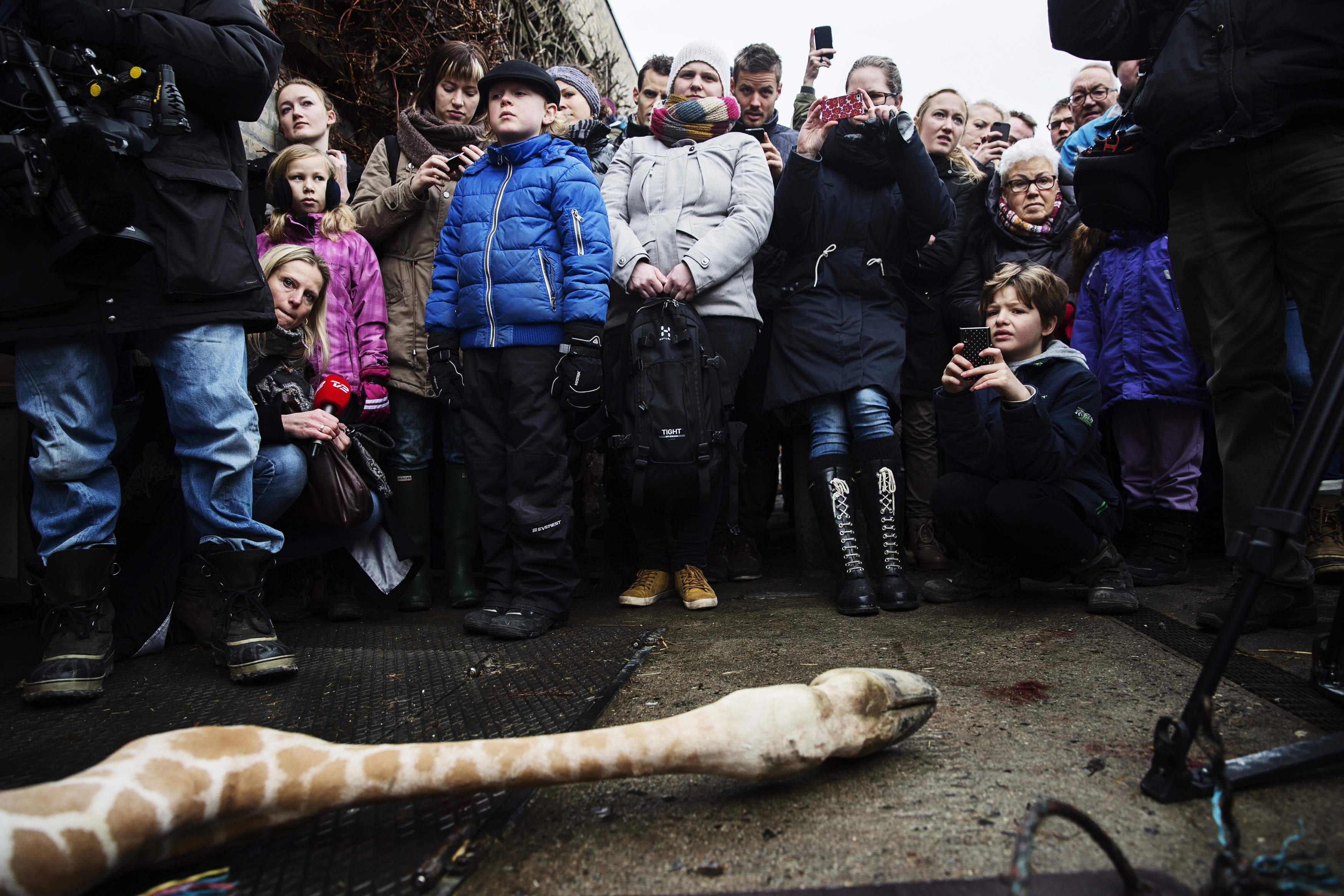 People look at the carcass of the giraffe Marius after it was killed in Copenhagen Zoo Feb. 9, 2014. The Copenhagen Zoo went ahead with a plan to shoot and dismember a healthy giraffe on Sunday and feed the 18-month-old animal's carcass to lions - an action the zoo said was in line with anti-inbreeding rules meant to ensure a healthy giraffe population. The giraffe, named Marius, was shot in the head and then cut apart in view of children, according to a video of the incident released by the Denmark-based production company Localize.