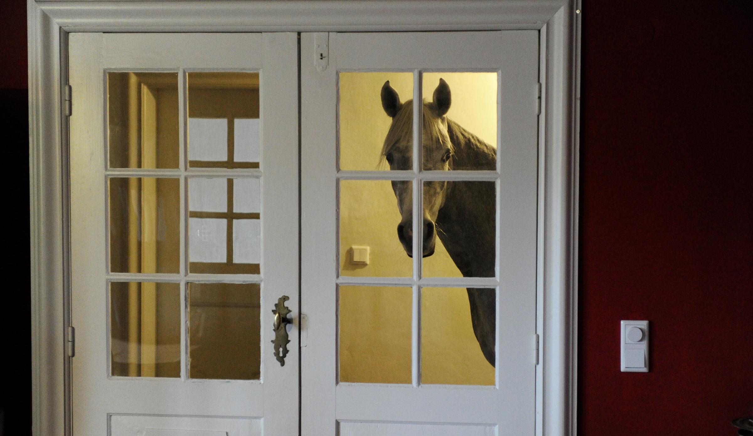 Three-year-old Arabian horse Nasar stands in front of the living room door, Feb. 10, 2014. After a powerful storm swept through northern Germany in December, Stephanie Arndt brought her horse Nasar inside. Since then, the horse has grown very comfortable and stays indoors.