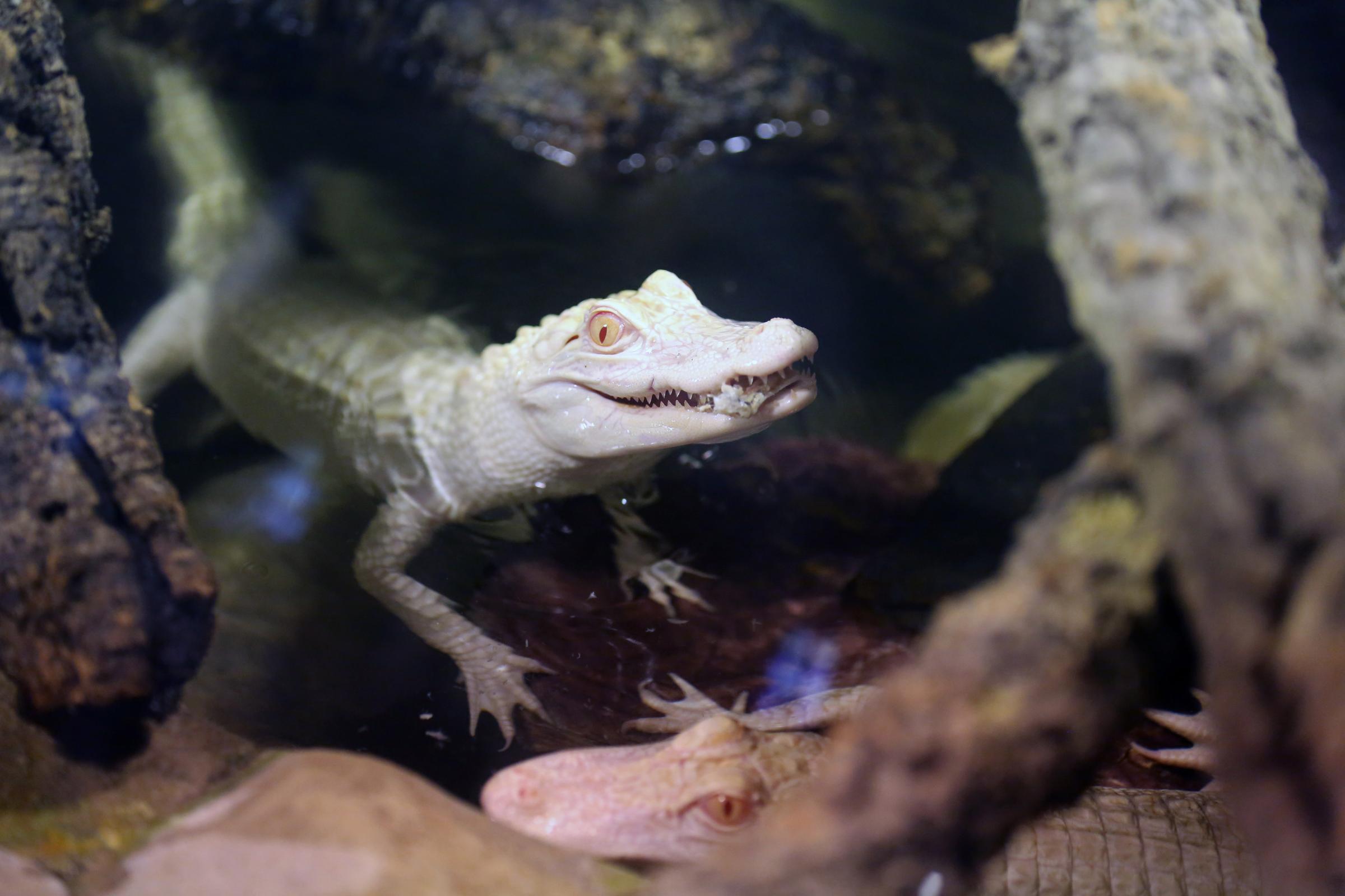 Two 18-month old albino alligators are presented at the tropical aquarium in Paris, Feb. 13. 2014. The two albino alligators arrived in their new home in Paris on Wednesday Feb. 12, after travelling thousands of miles from a fish farm in Florida. The aquarium's new lodgers are two of only twenty to thirty in the world, according to the director of the tropical aquarium Michel Hignette.