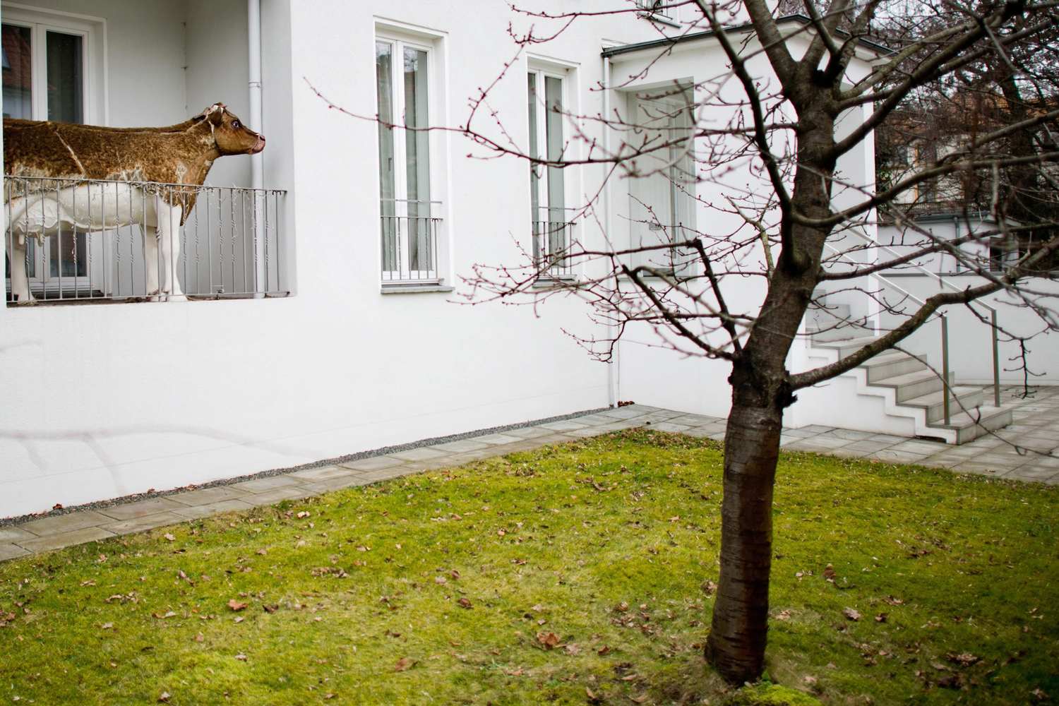 A statue of a cow stands on a balcony of a private home in Hanover, Germany, Feb. 18 2014. The piece of art was put on the balcony on purpose, because the inhabitants thought it would encumber the mowing of the lawn.
