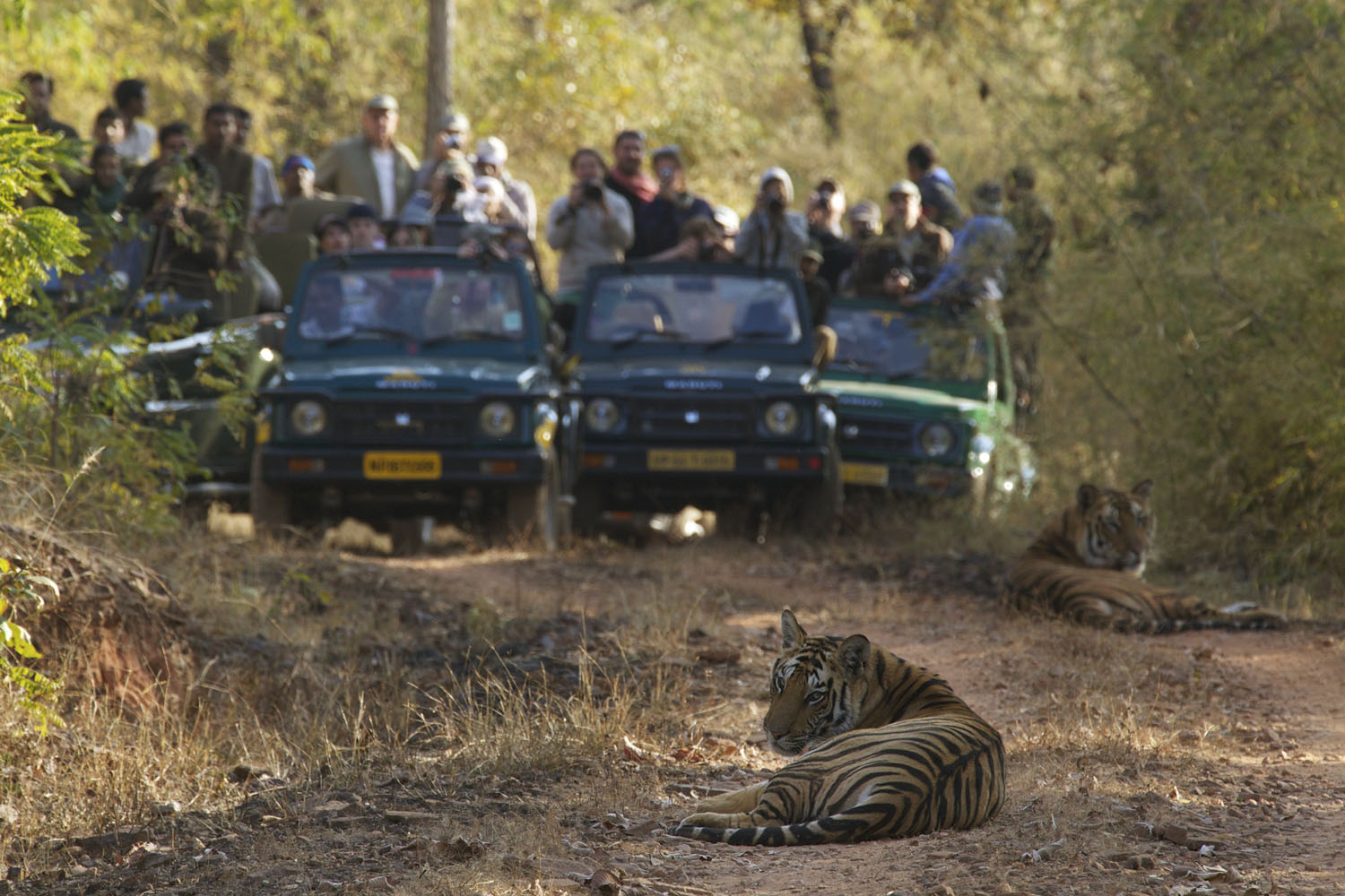 A crowd of tourists  photographing two tiger cubs sitting on a road inside Bandhavgarh National Park, India.