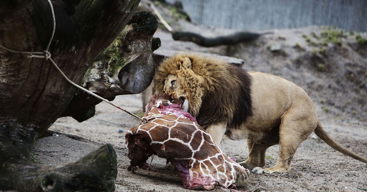 Marius The Giraffe Not The Only Animal Culled By Zoos | Time