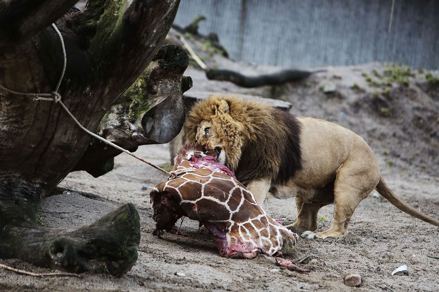 A lion in Copenhagen Zoo eats the remains of young giraffe on Feb. 9, 2014.