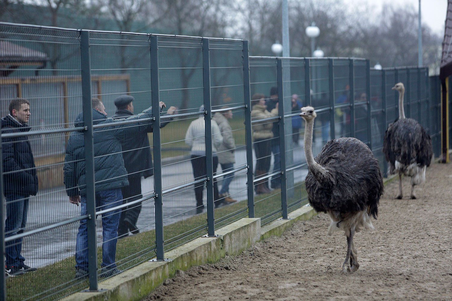 Anti-government protesters and journalists look at ostriches kept within an enclosure on the grounds of the Mezhyhirya residence of Ukraine's President Viktor Yanukovich.