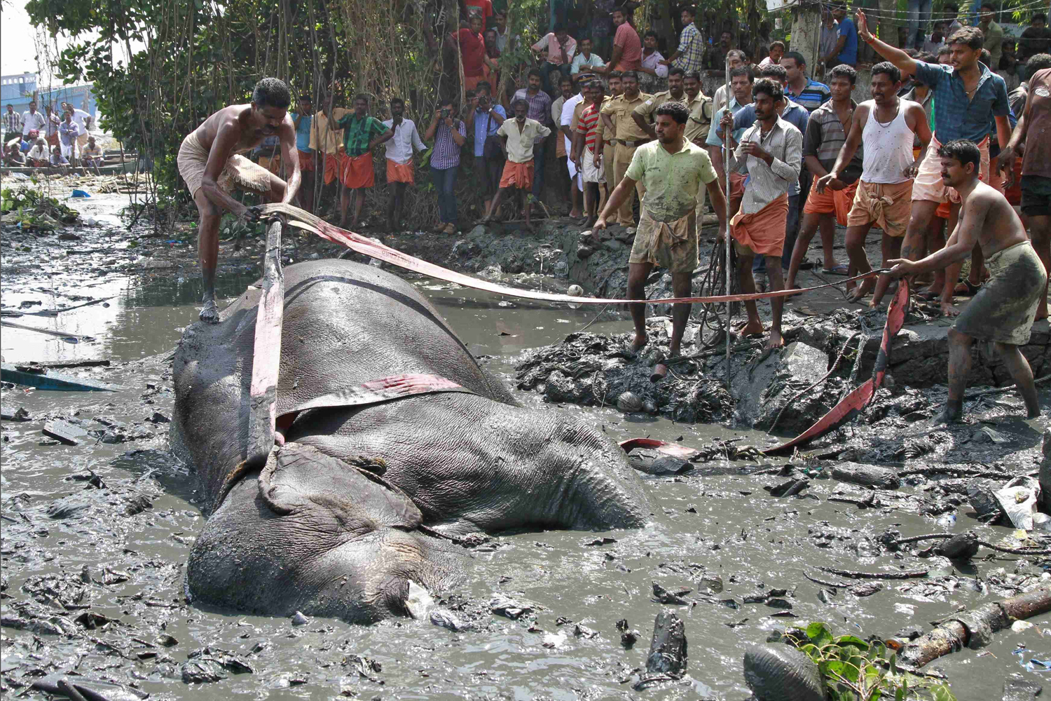 Feb. 6, 2014. A mahout ties a rope around an elephant named Ayyappan after it fell on marshy land on the banks of the Vembanad Lake on the outskirts of southern Indian city of Kochi. The elephant was brought to the banks of the lake after nearly six hours of rescue operation but died while receiving treatment.