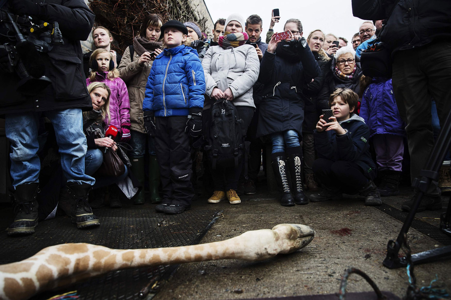 People look at the carcass of the giraffe Marius after it was killed in Copenhagen Zoo