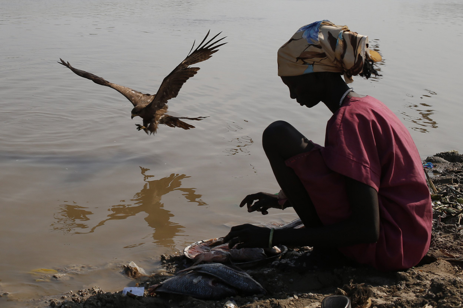 A falcon scavenges for scraps as a woman cleans fish at the banks of Sobat river in Upper Nile State