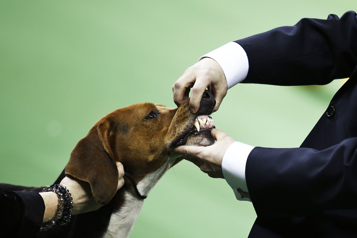 A Treeing Walker Coonhound is judged during competition at the Hound group during day one of judging of the 2014 Westminster Kennel Club Dog Show in New York