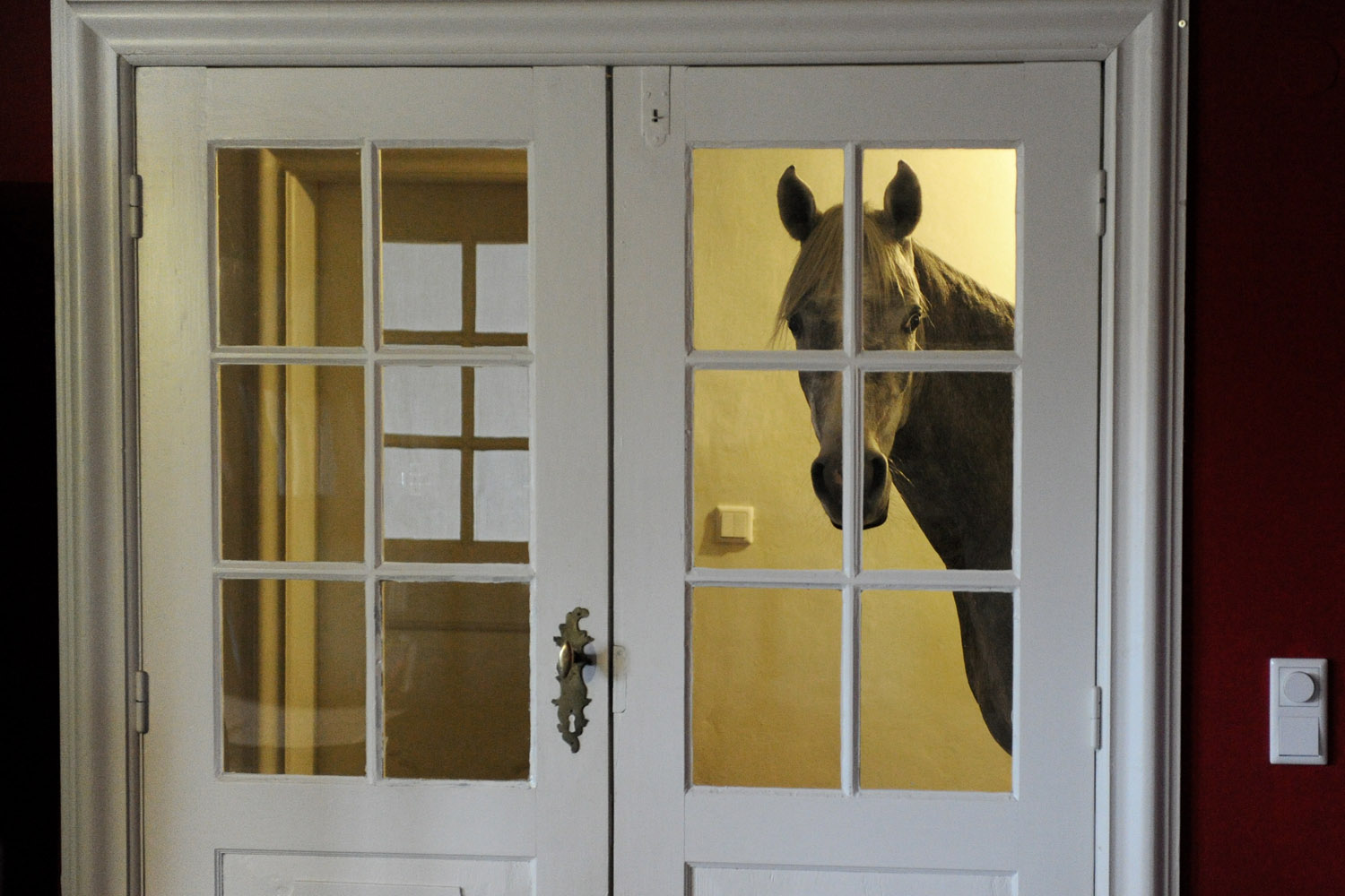 Feb. 10, 2014. Three-year-old Arabian horse Nasar stands in front of the living room door, Holt, Schleswig-Holstein, Germany.