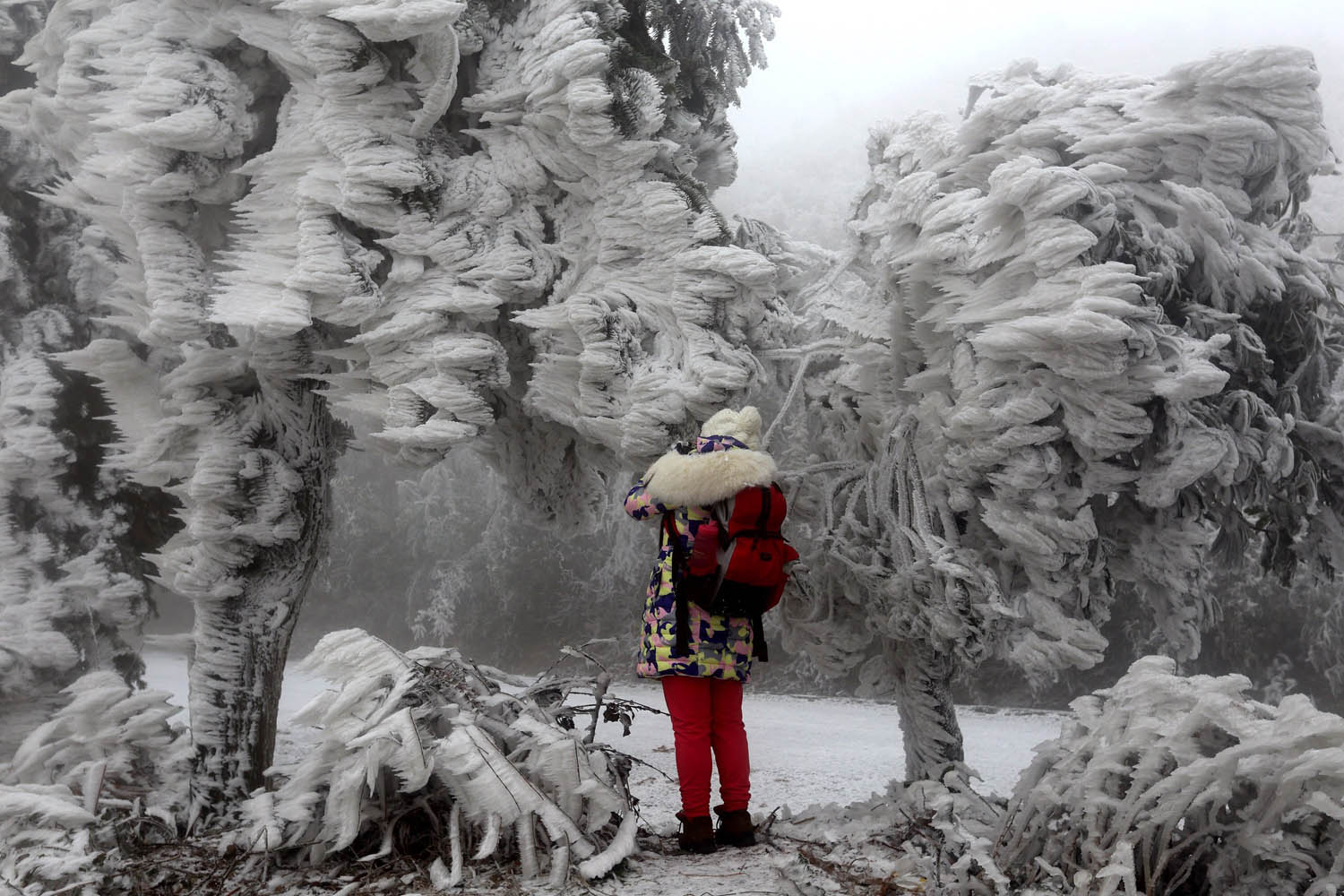 Feb. 10, 2014.  A woman take photos of rimed trees in Ziyuan County of Guilin, southwest China's Guangxi Zhuang Autonomous Region,