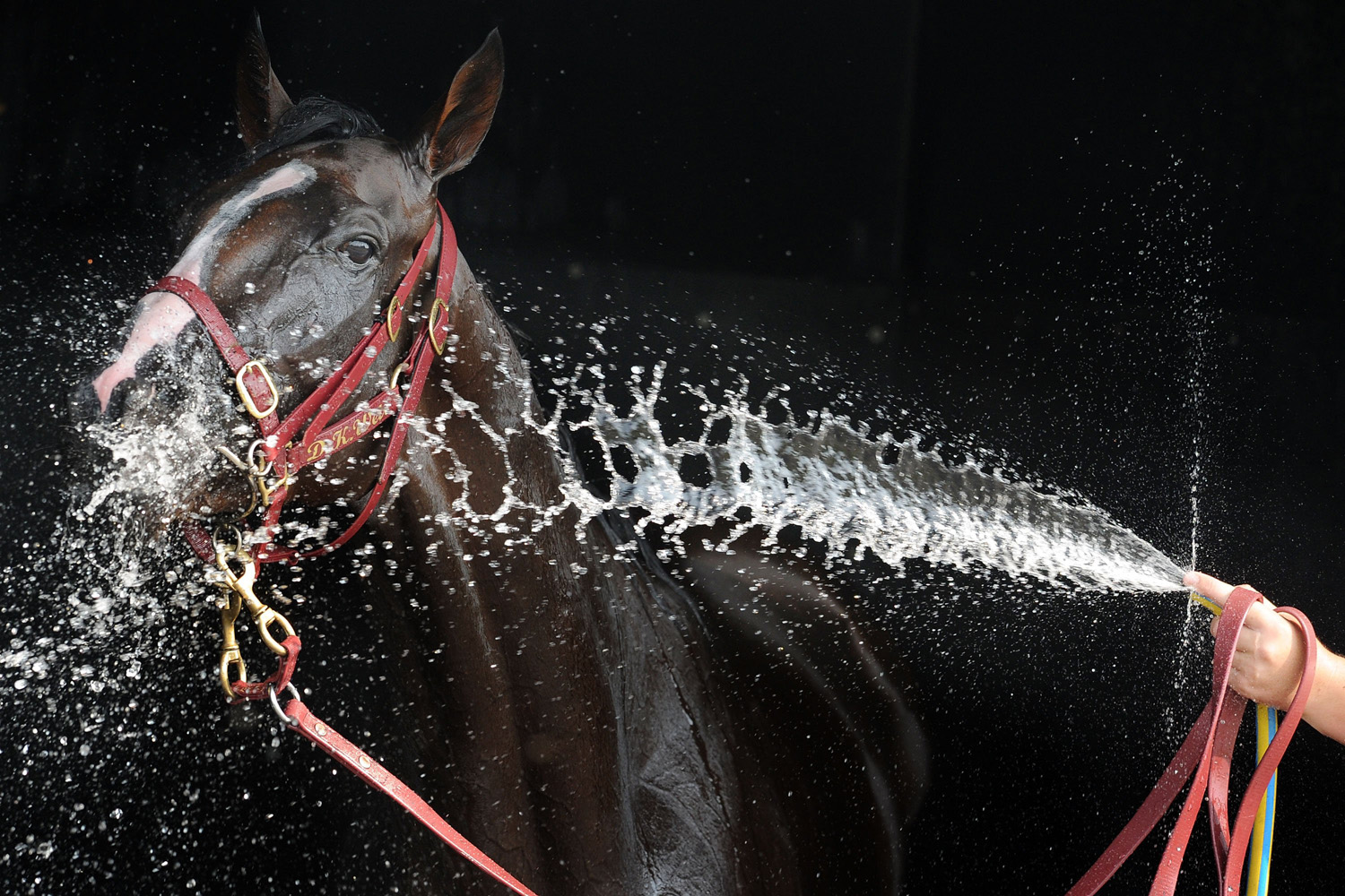 Feb. 12, 2014. Prince of Penzance is cooled down after Race 9, the Sportingbet Mornington Cup during the 2014 Mornington Cup Day in Melbourne, Australia.