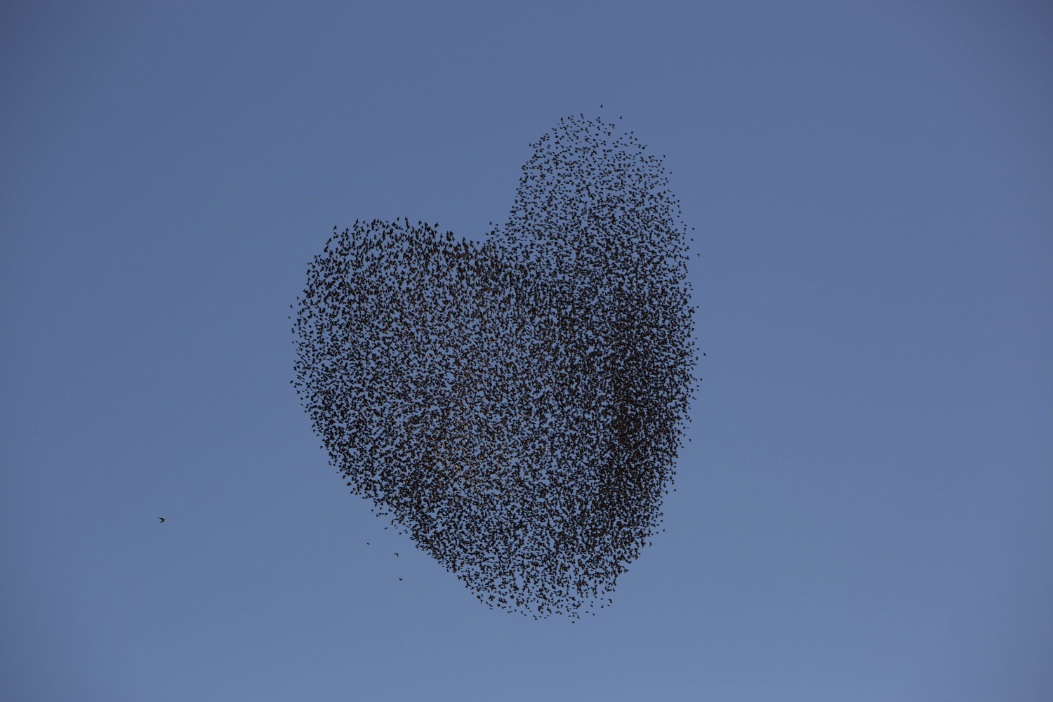 Feb. 12, 2014. A flock of migrating starlings flies over the southern Israeli village of Tidhar.