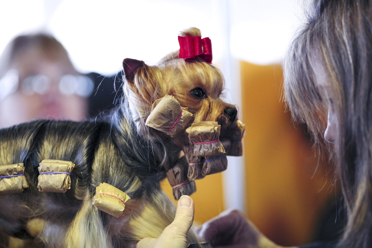 Feb. 10, 2014. Dawn Kelly grooms and puts curler's on her Yorkshire terrier at the Westminster Kennel Club 138th Annual Dog Show in New York.