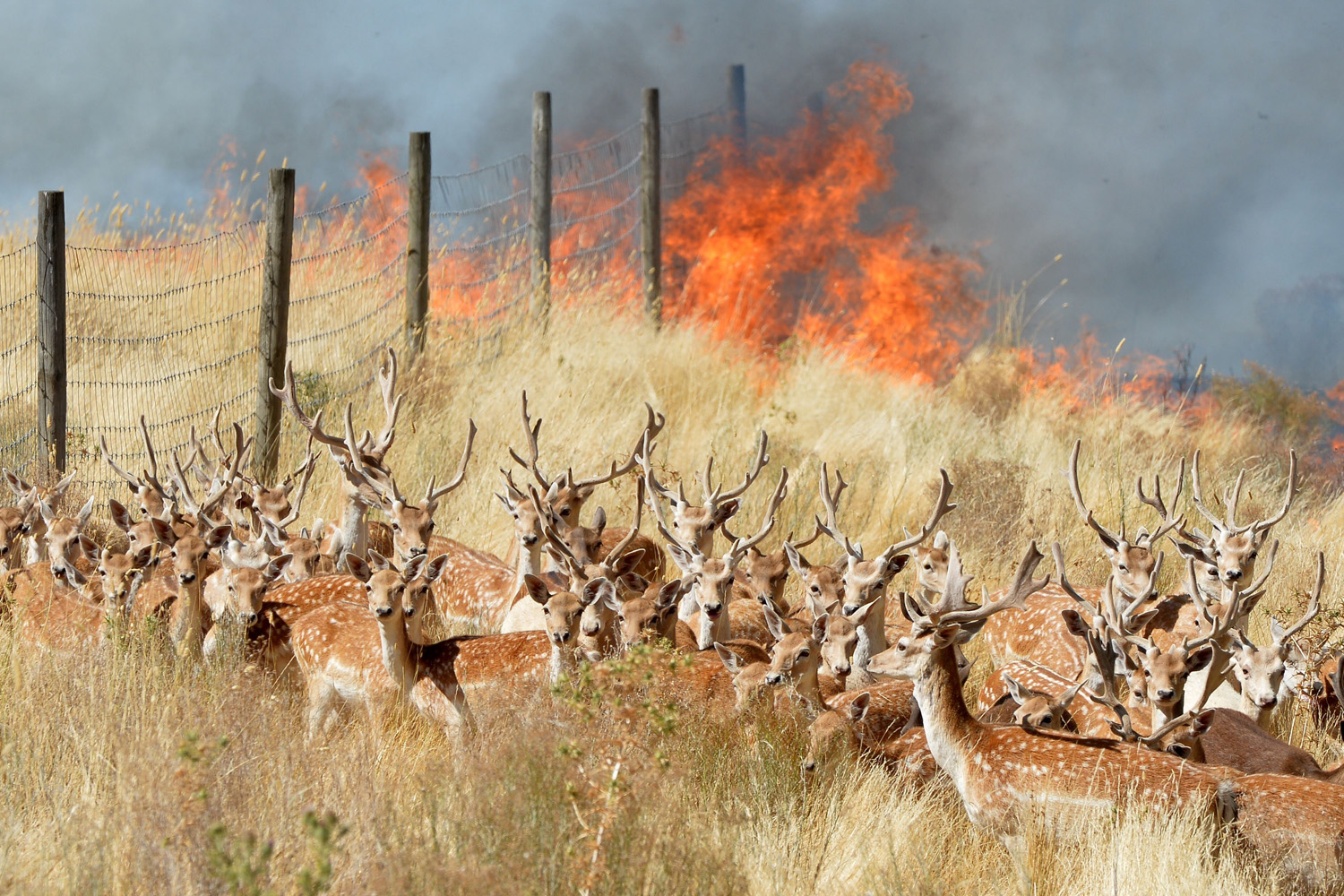 Feb. 9, 2014. Deer in a bushfire in Gisborne, Victoria, Australia.