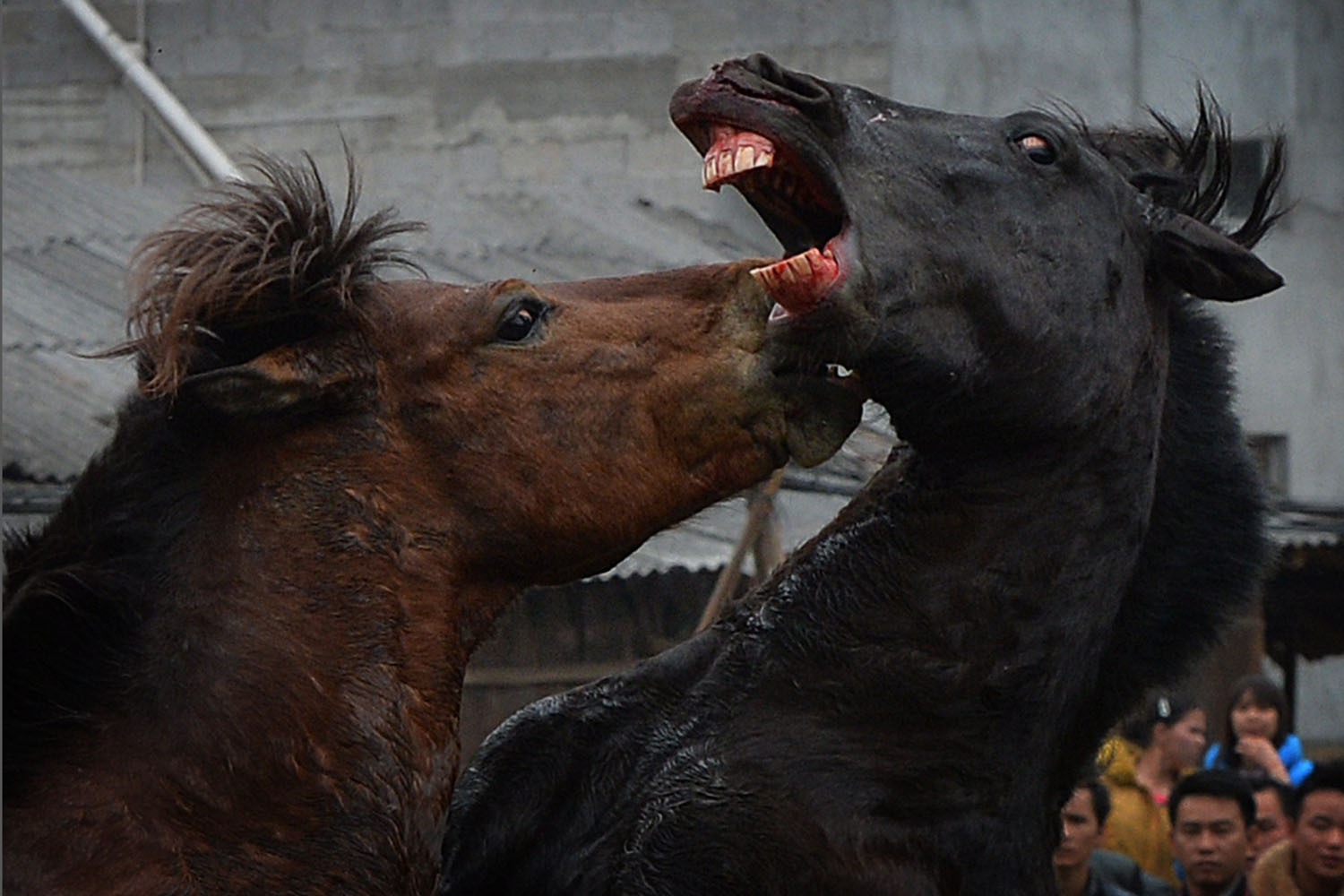 Feb. 2, 2014. Two stallions fight during a traditional Chinese New Year horse fighting competition for the Year of the Horse at the Miao Minority village of Tiantou in Guangxi Province, China.