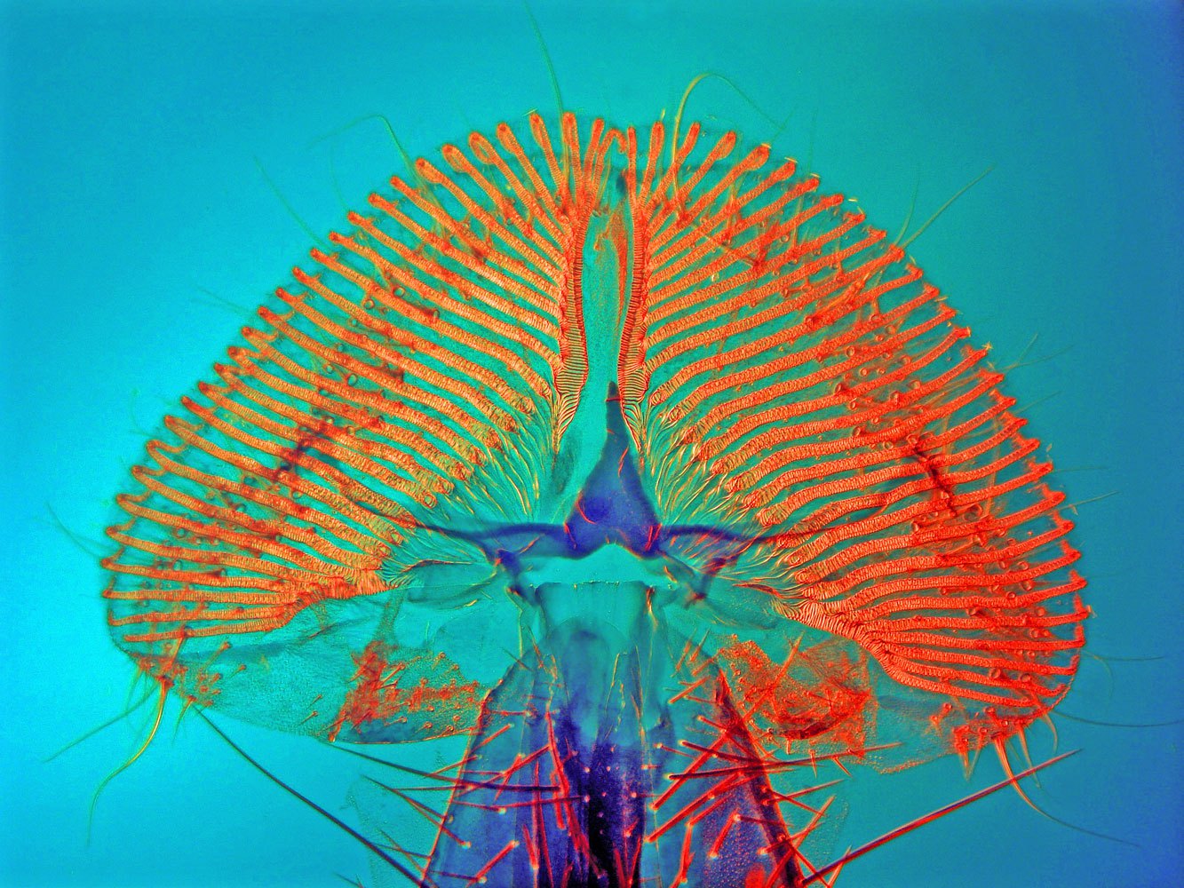 Proboscis of a blowfly.