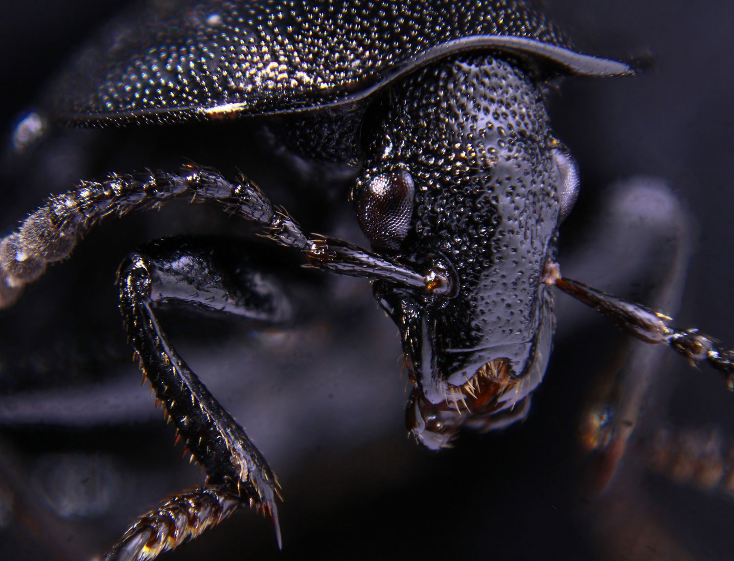 Honorable Mention: Black  beetle.