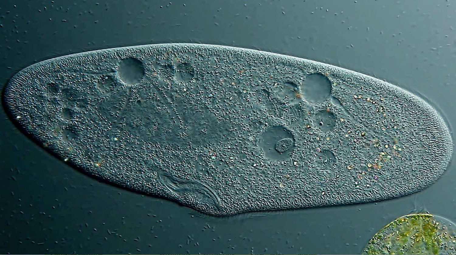 Paramecium, showing contactile vacuole and ciliary motion.
