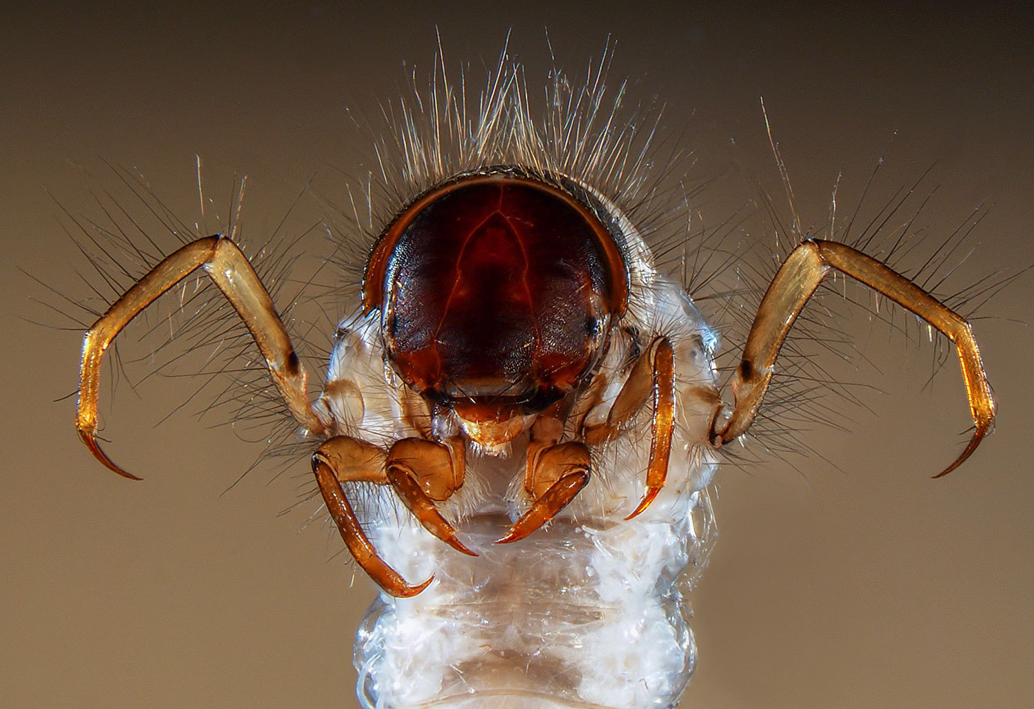 Head and legs of a caddisfly larva.