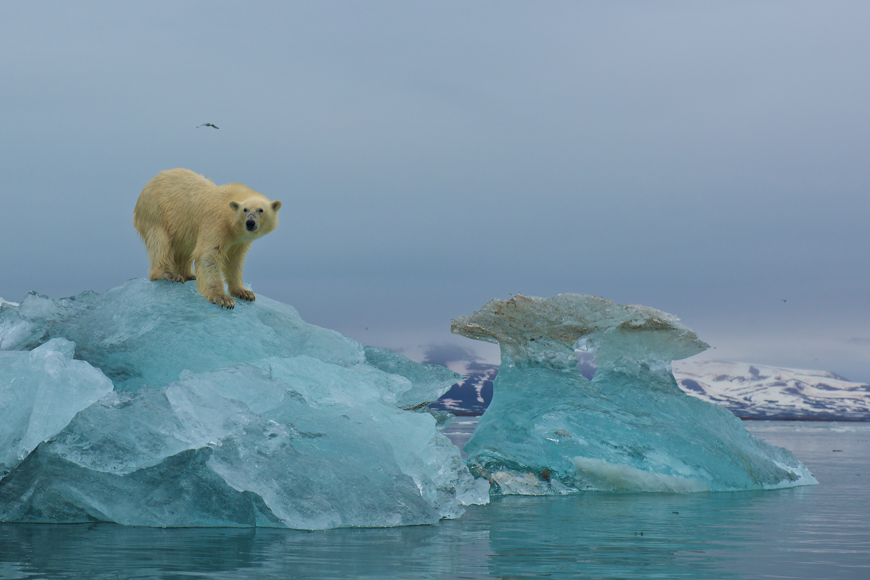 A polar bear scans the area from the top of a large piece of glacial ice in Svalbard, Norway (Rebecca Jackrel—Barcroft Media/Getty Images)