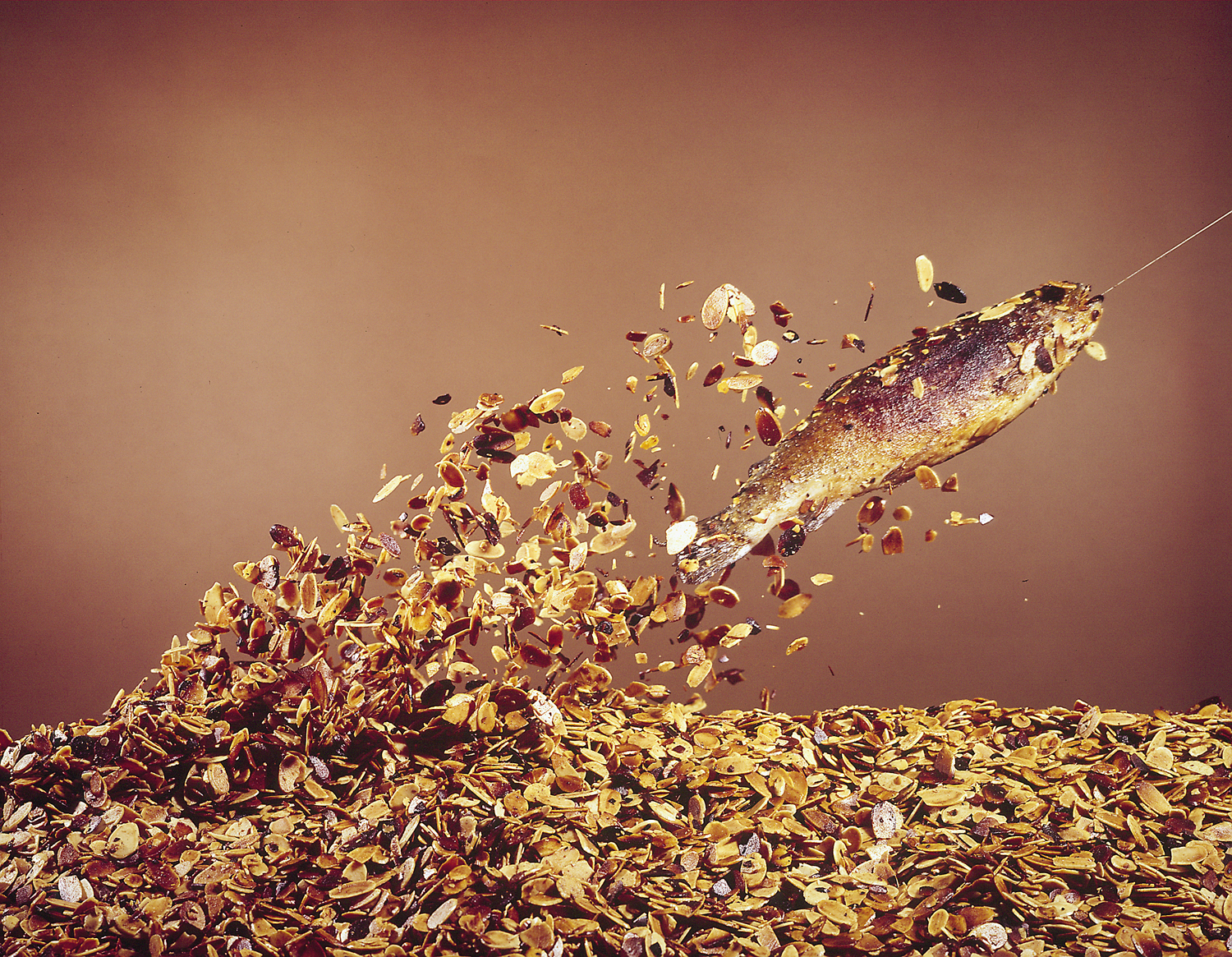 A hooked trout "flies" from a bed of almonds in preparation for Trout Amandine.