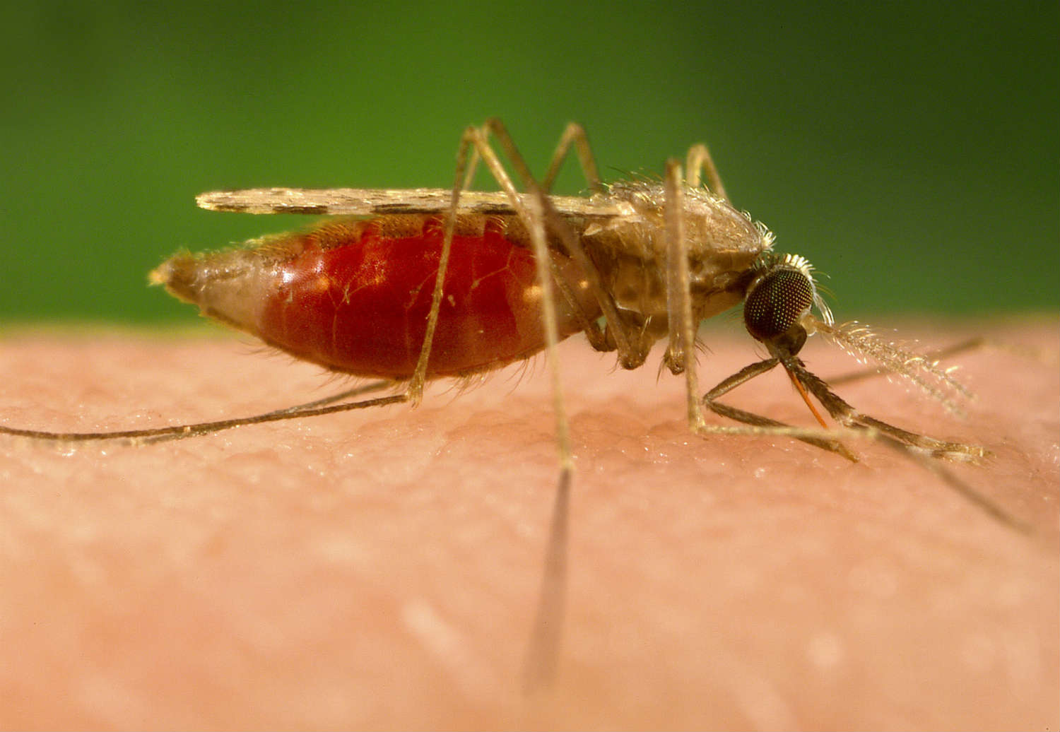 Climate change will expand the range of mosquitoes that transmit malaria (UIG/Getty Images)