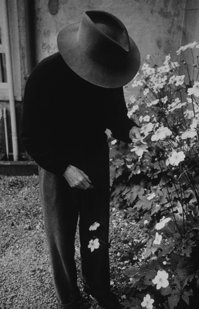 Under a sunhat, the playwright inspects plants in a garden at Totnes, Devon, which he recently gave up in favor of a flat in the town of Torquay.